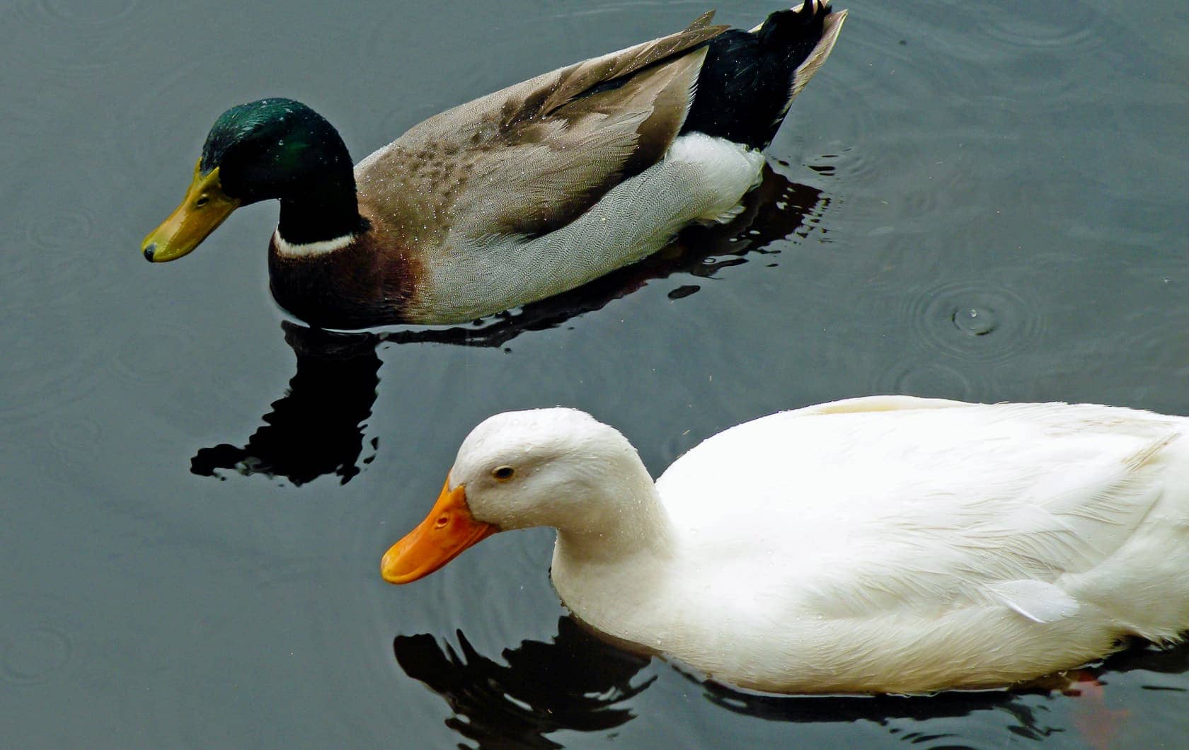 Mallard and white ducks swimming in water