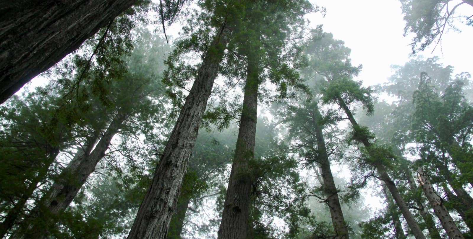 Redwood trees in California