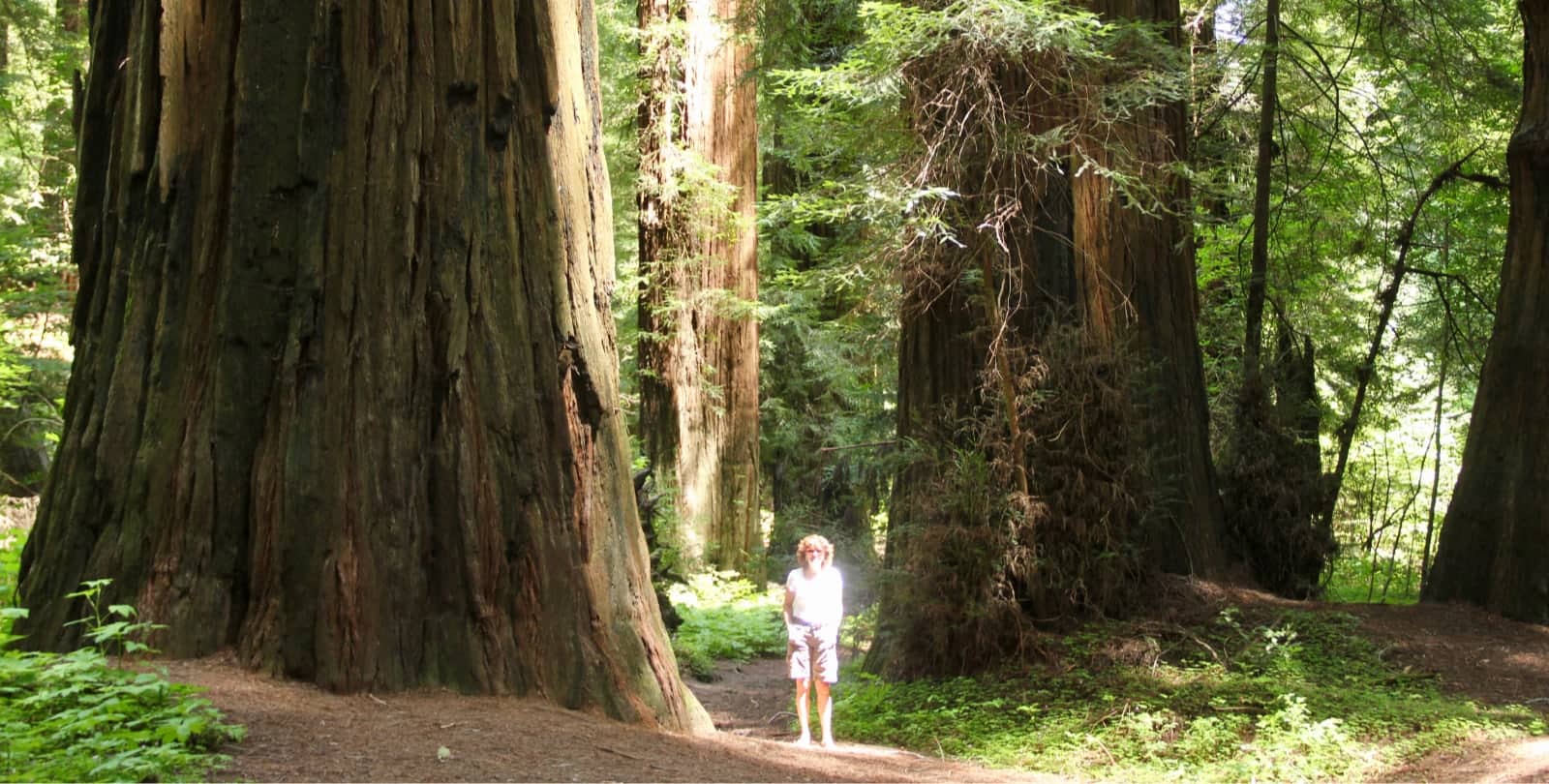 Woman standing amongst redwood trees in California