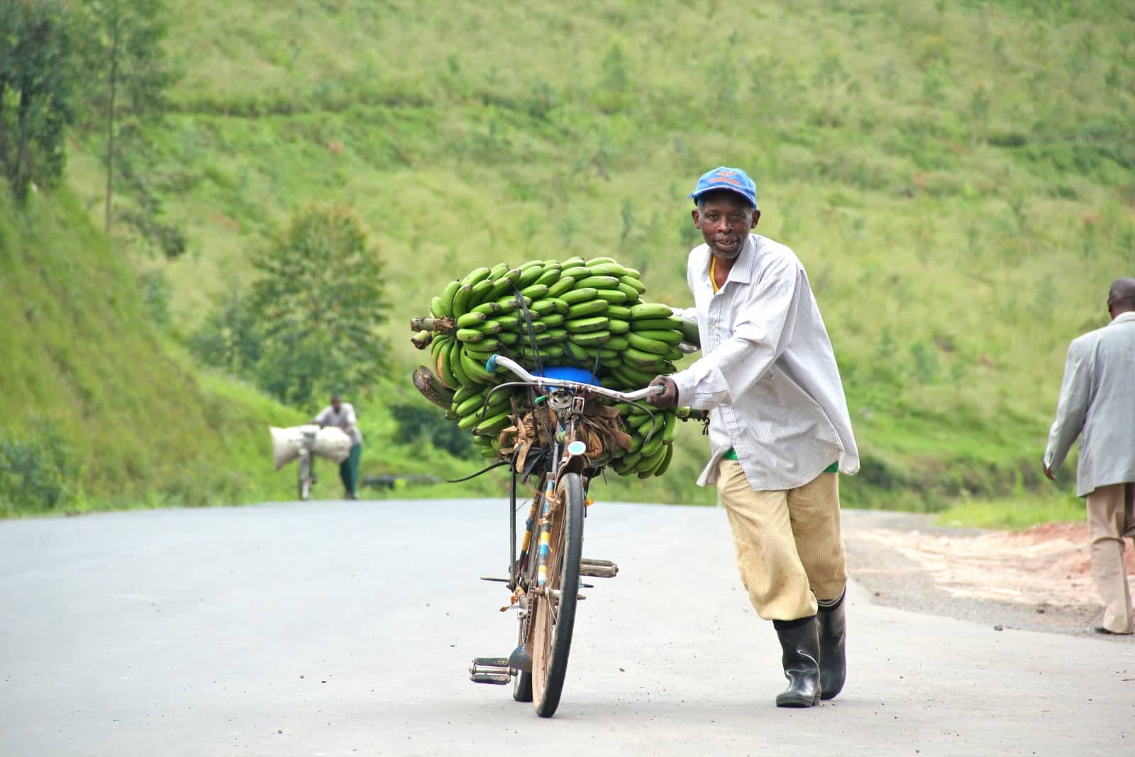 Man transporting green bananas using old bicycle