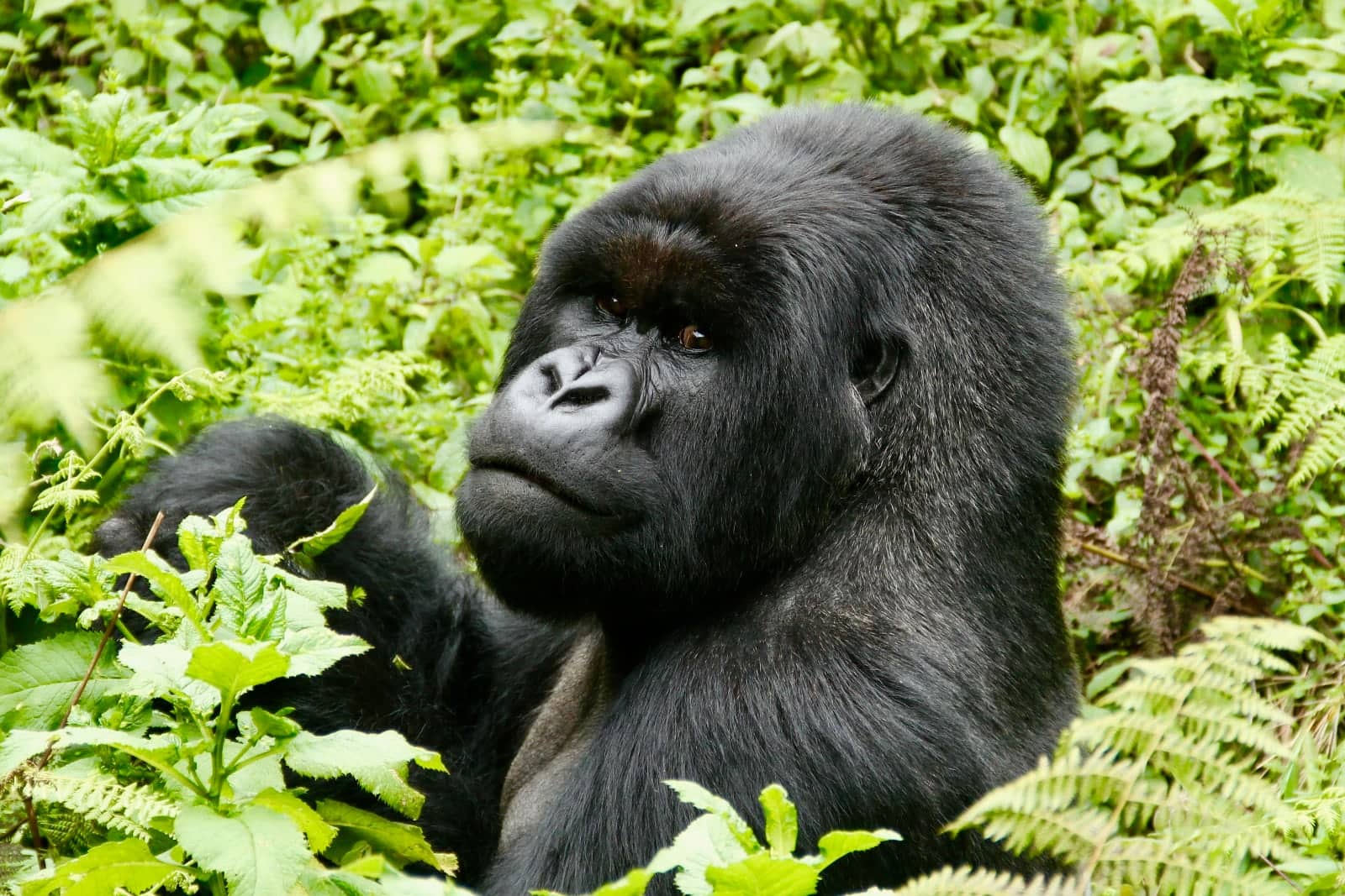 Mountain gorilla sitting in forest