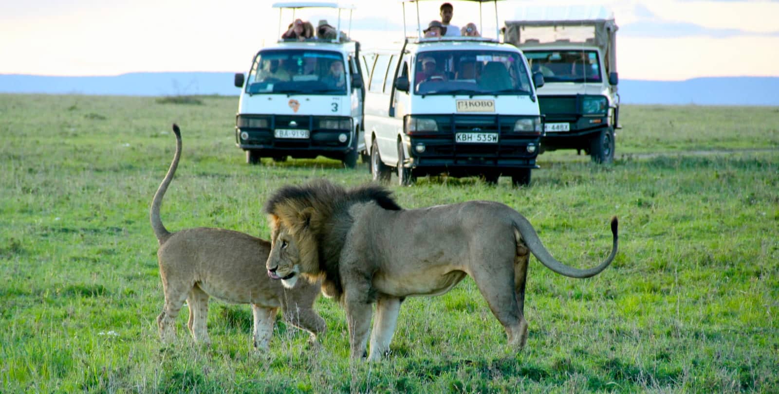 Two lions greeting each other on open grassland