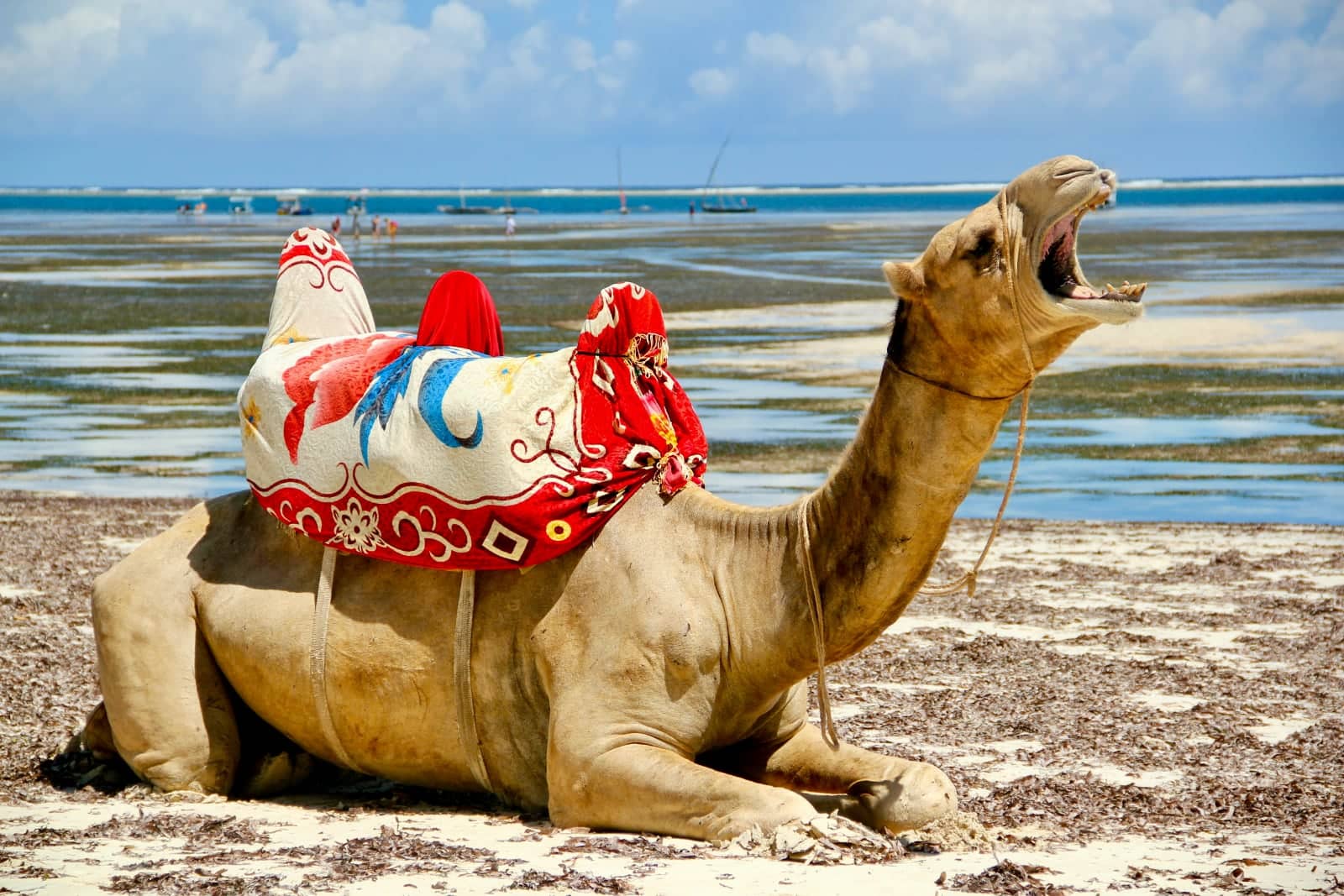 Camel sitting on beach in Zanzibar