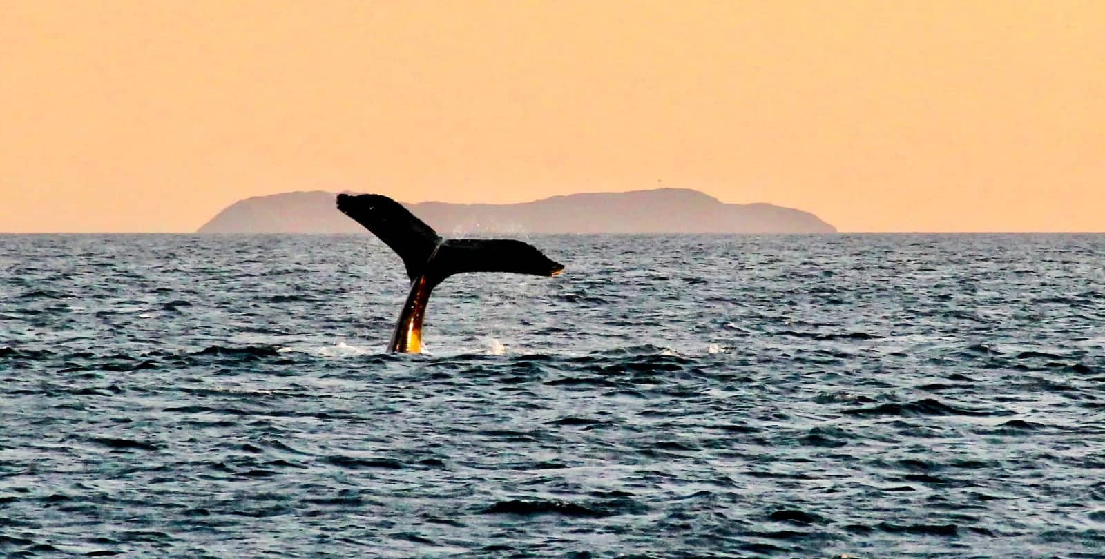 Humpback whale tail in ocean near Maui, Hawaii