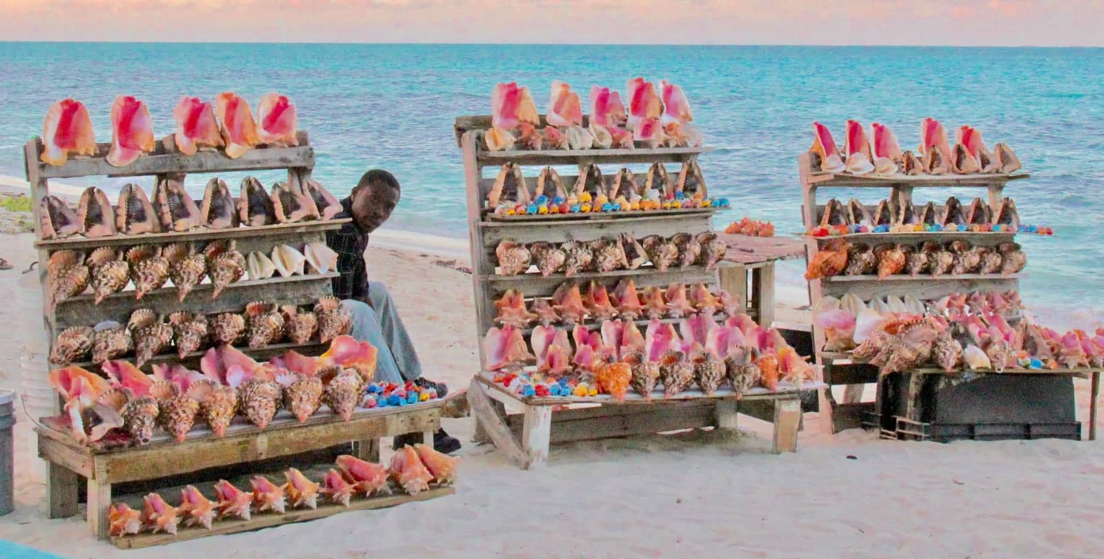 Colourful conch sea shells for sale in Turks and Caicos