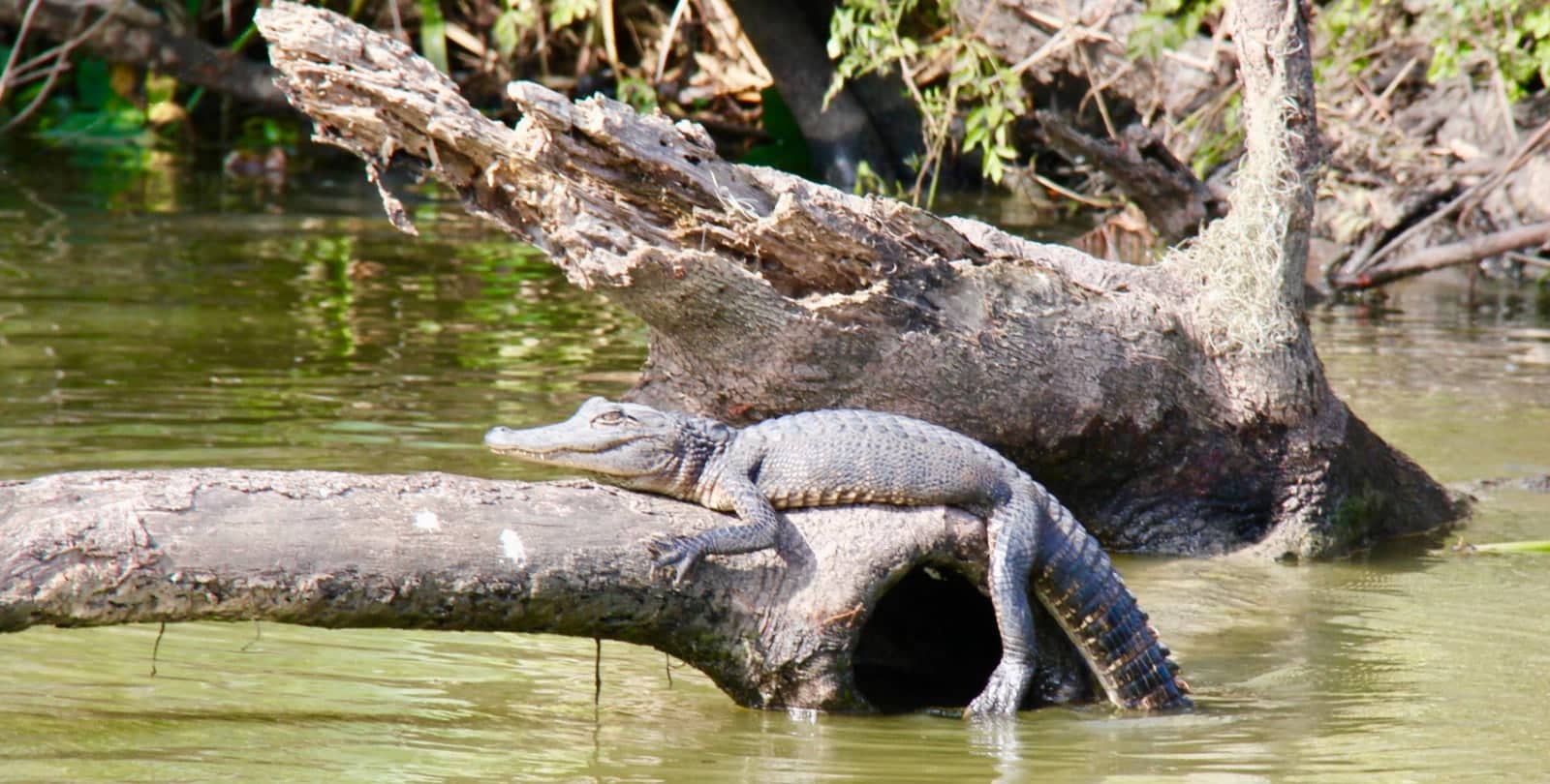 Alligator sunning on tree in bayou