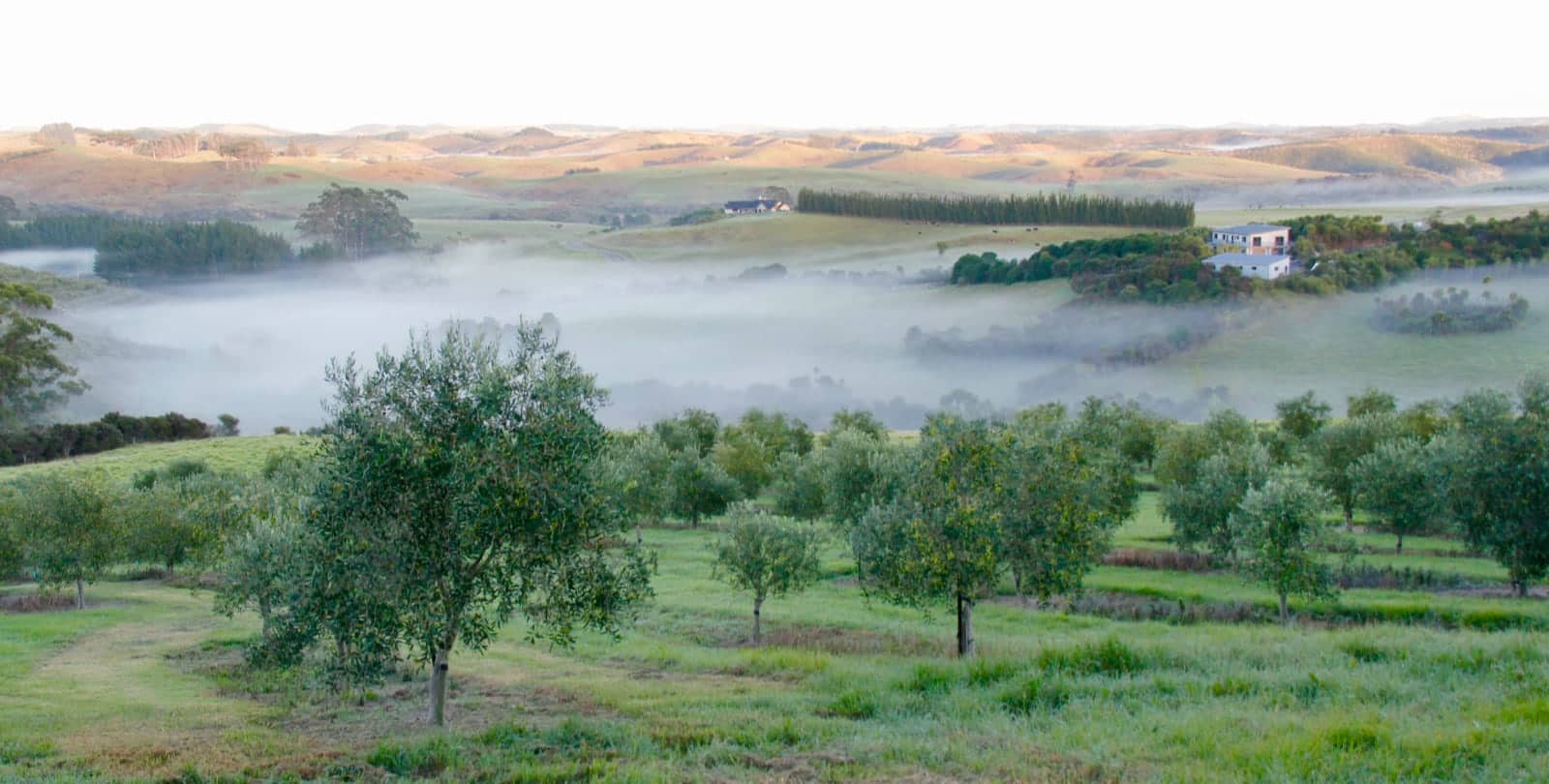 Misty green countryside in New Zealand