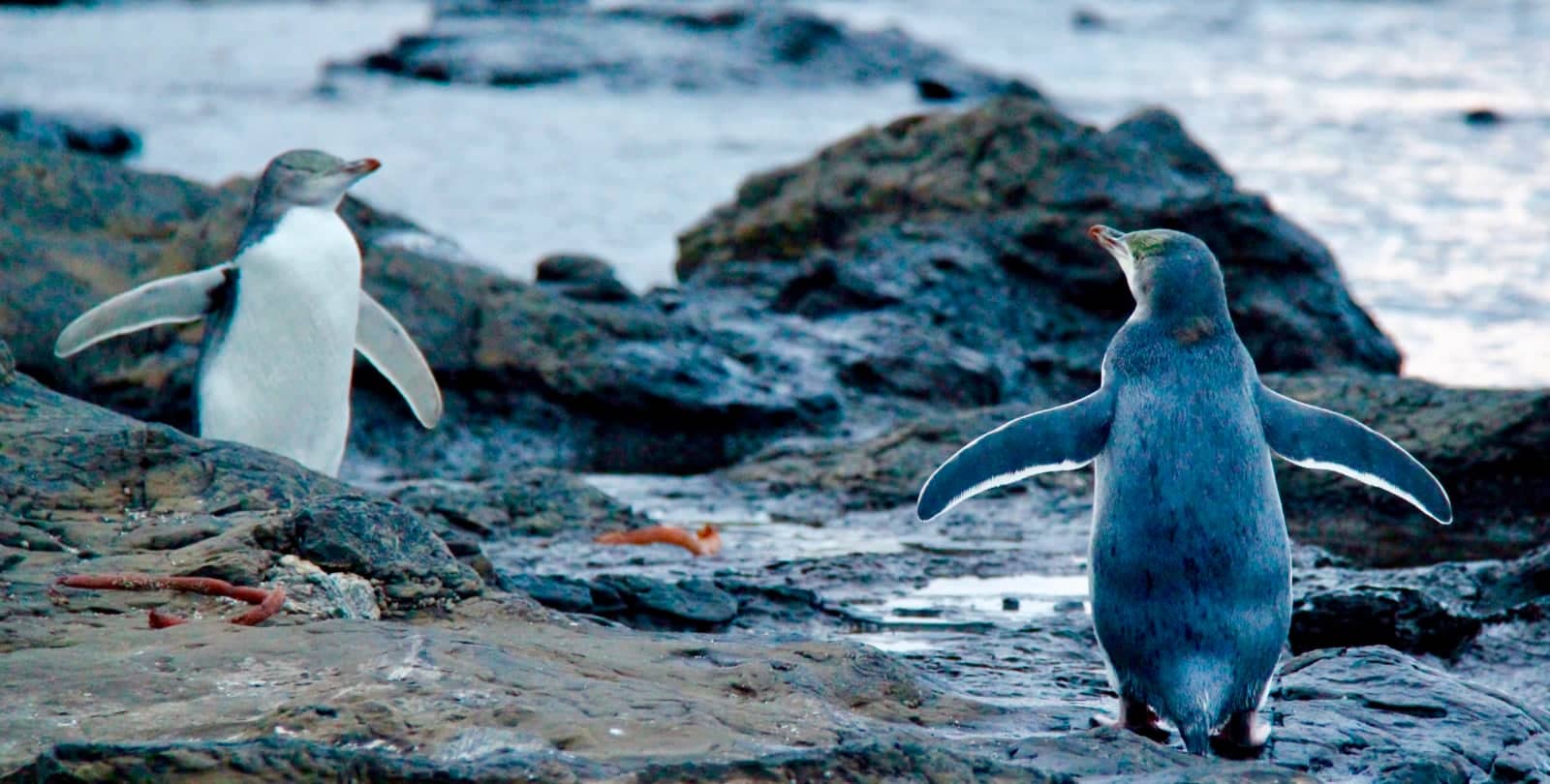 Two penguins on rocky beach in New Zealand