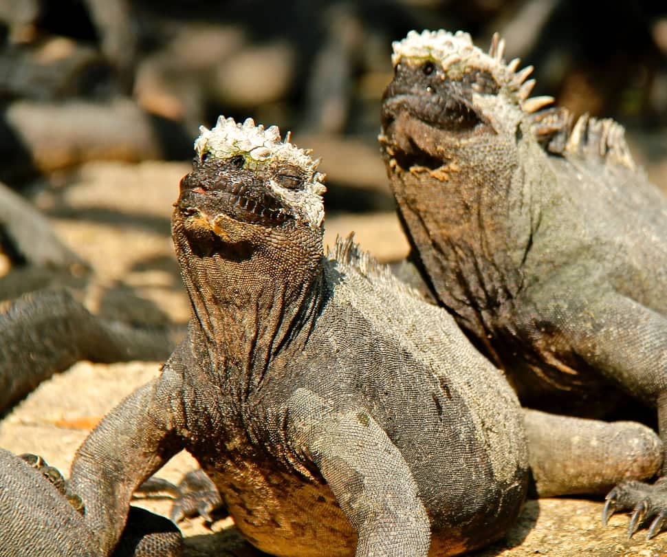 Two rock iguanas soaking up sun in Galapagos