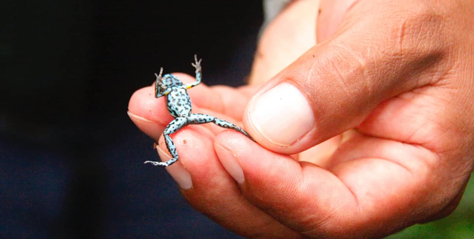 Small blue and black spotted frog