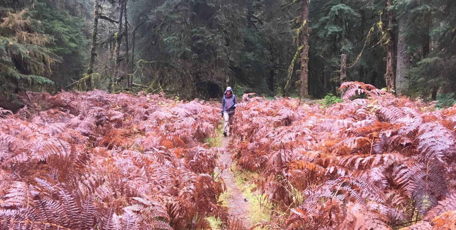 Hikerwalking through red fern field in rain