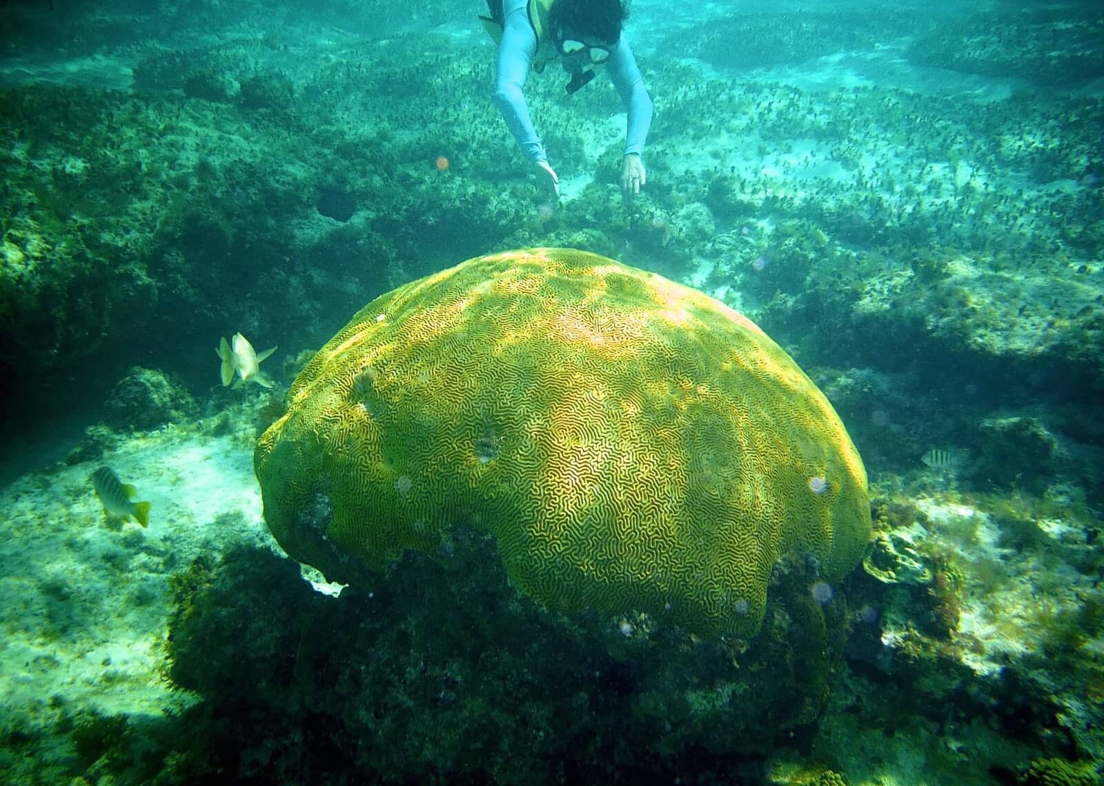 Woman snorkelling down to large coral in Mexico