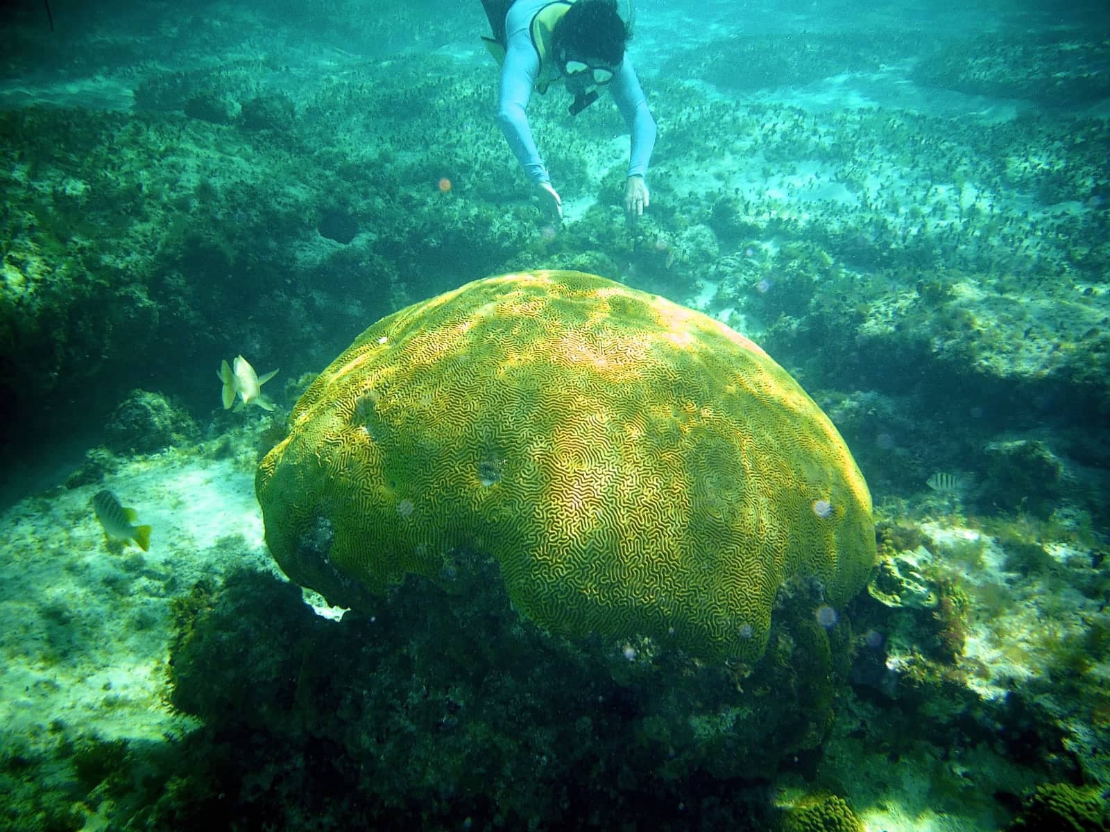 Woman snorkelling down to large coral in Mexico