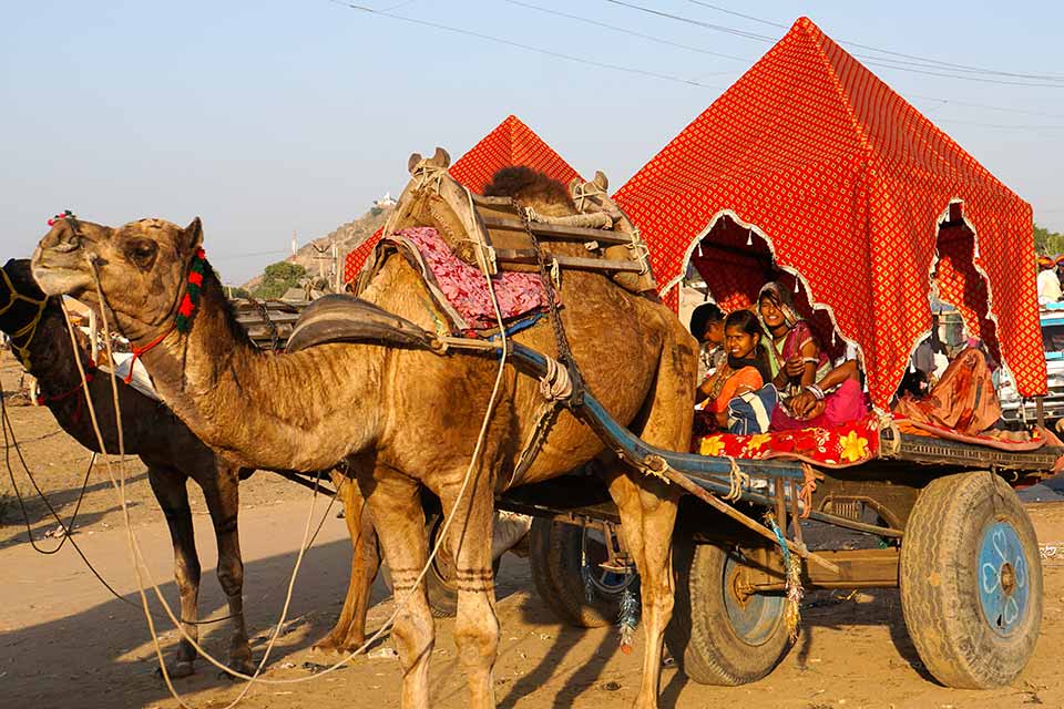 Camel pulling cart with people