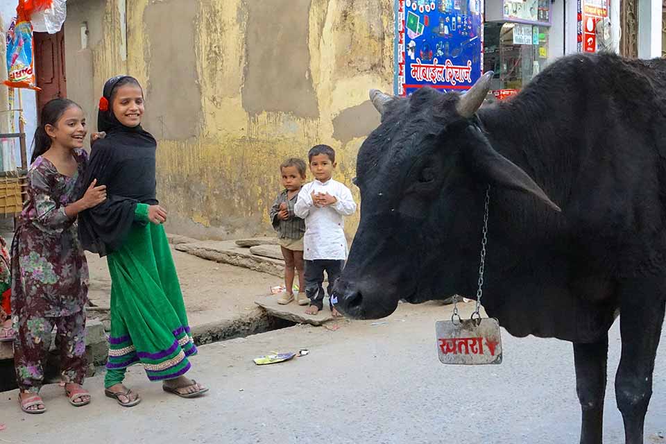 Children laughing at cow