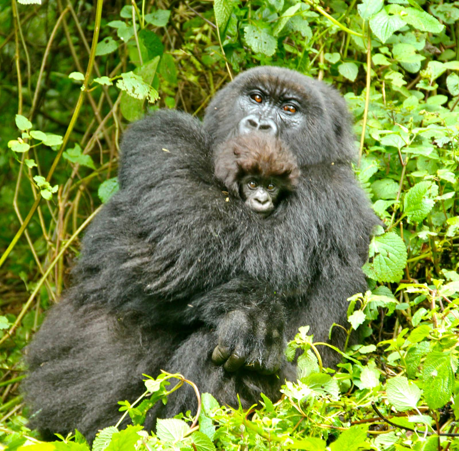 Adult and juvenile mountain gorillas sitting in vegetation