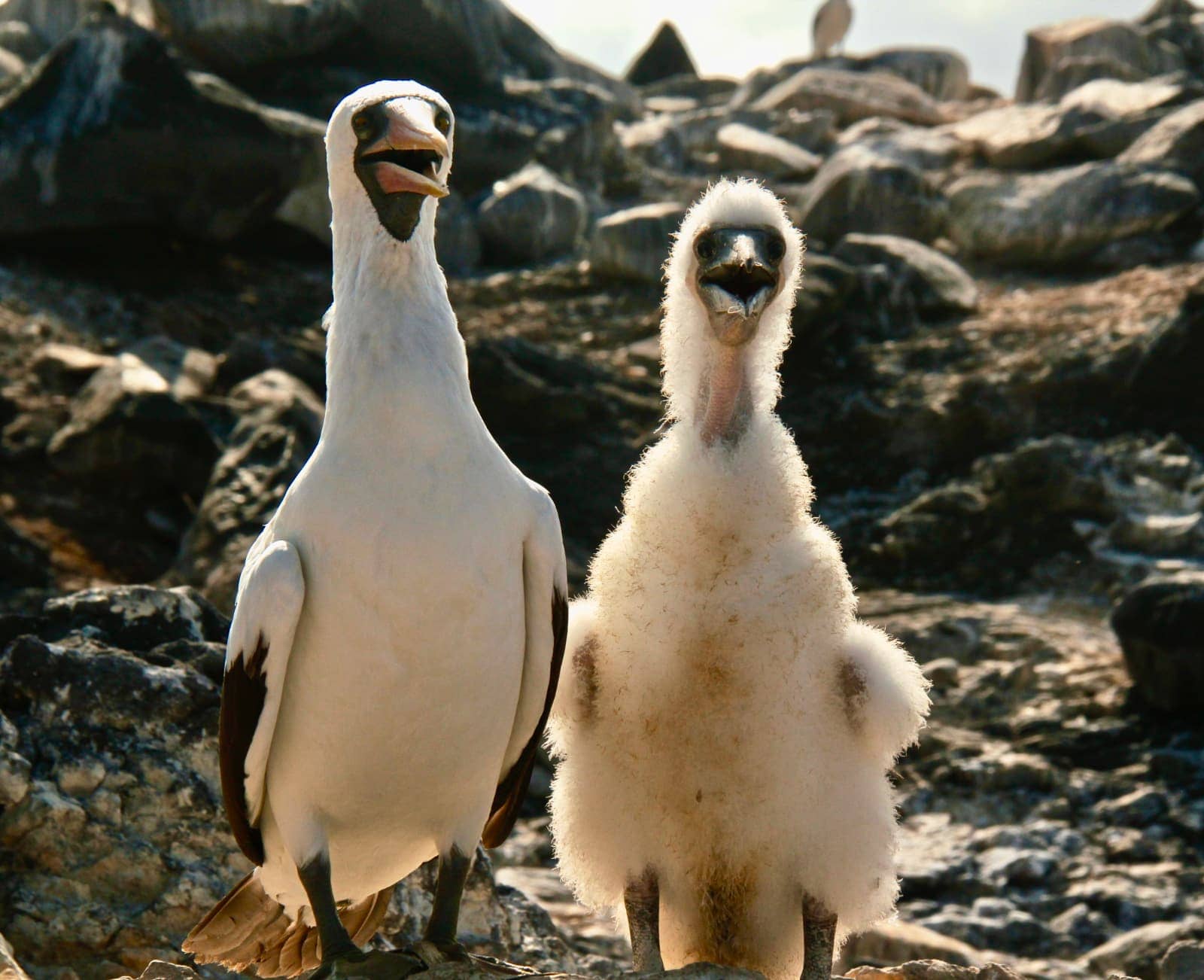 Adult and juvenile sea birds