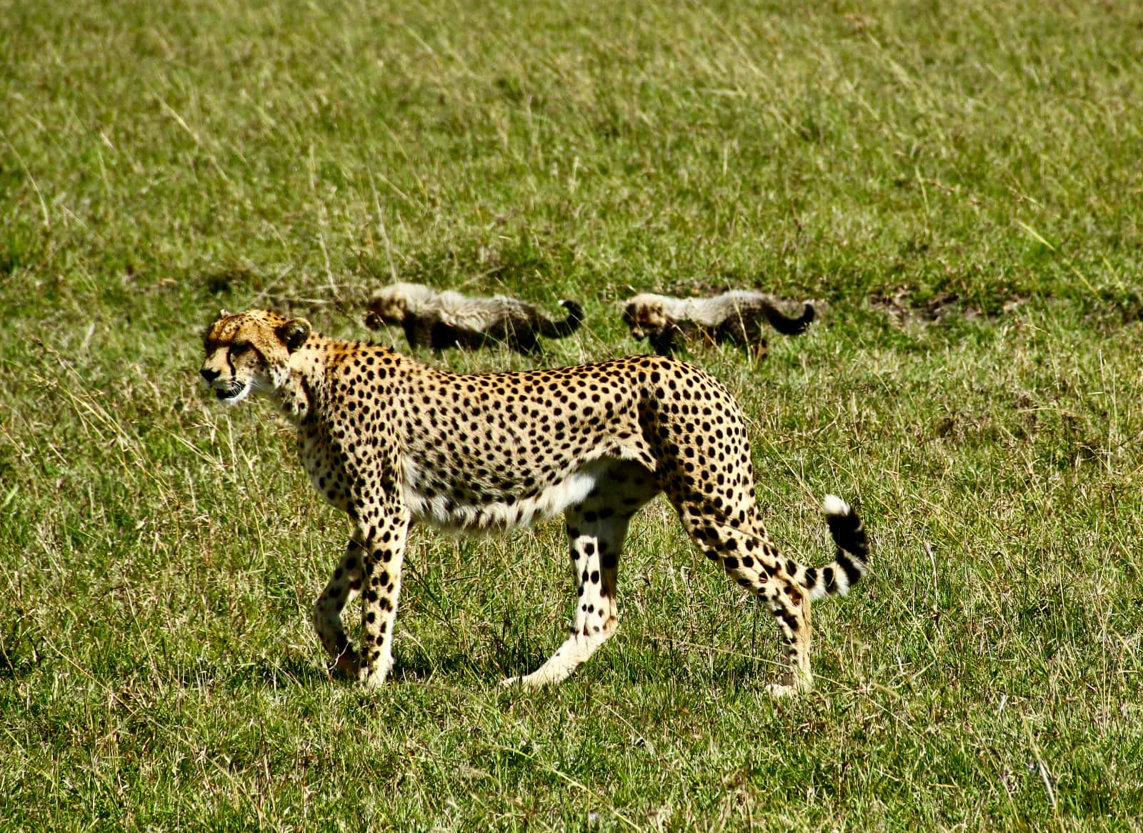 Adult cheetah in foreground with cheetah cubs in background