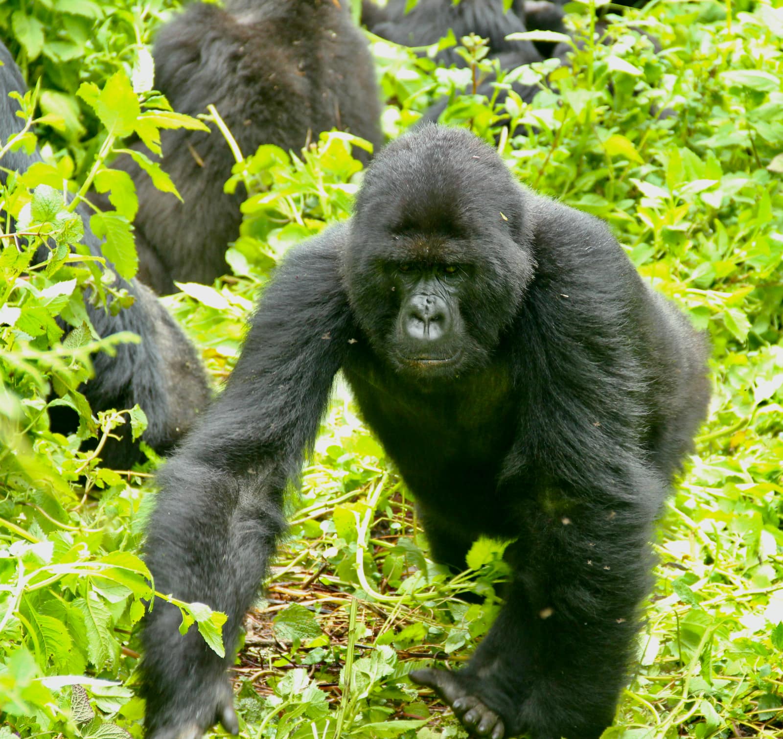 African mountain gorilla moving toward camera