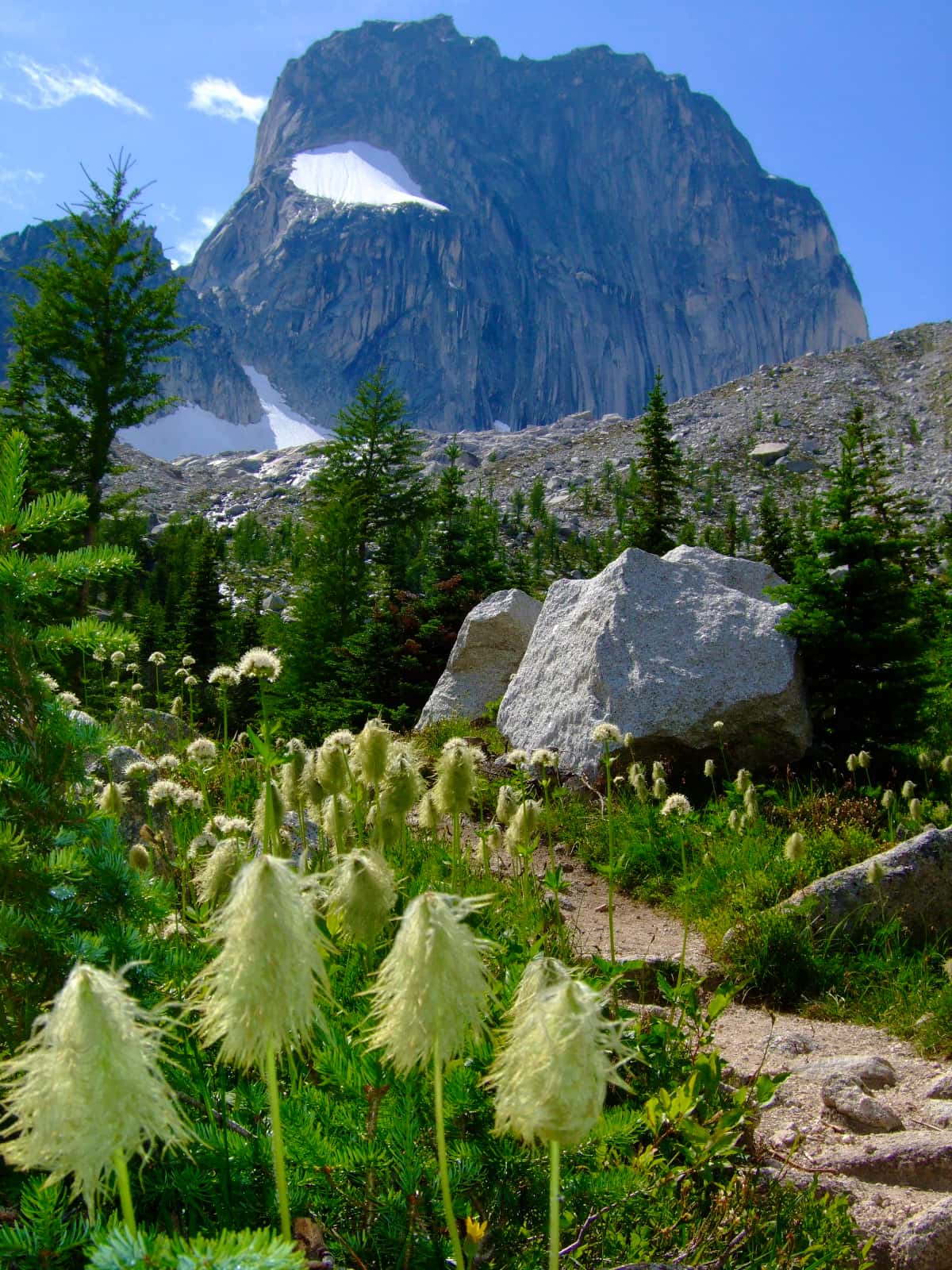 alpine-flowers-in-oreground with tall mountain in background