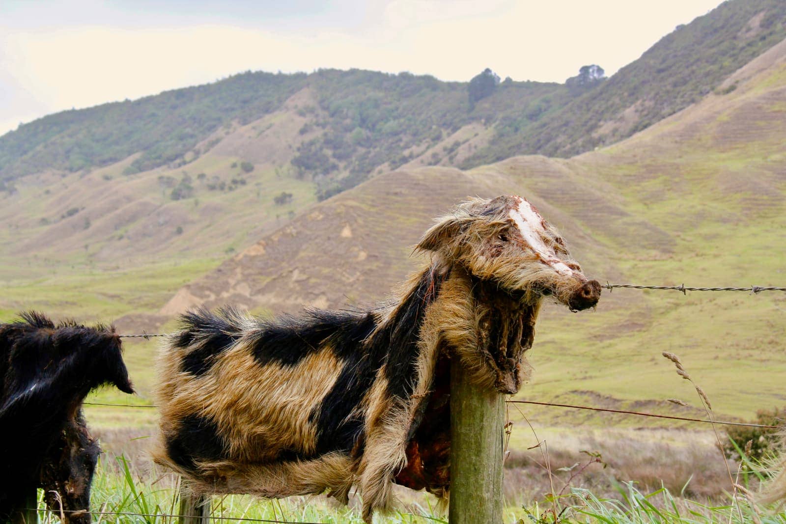 Animal hides on barbed wire fence