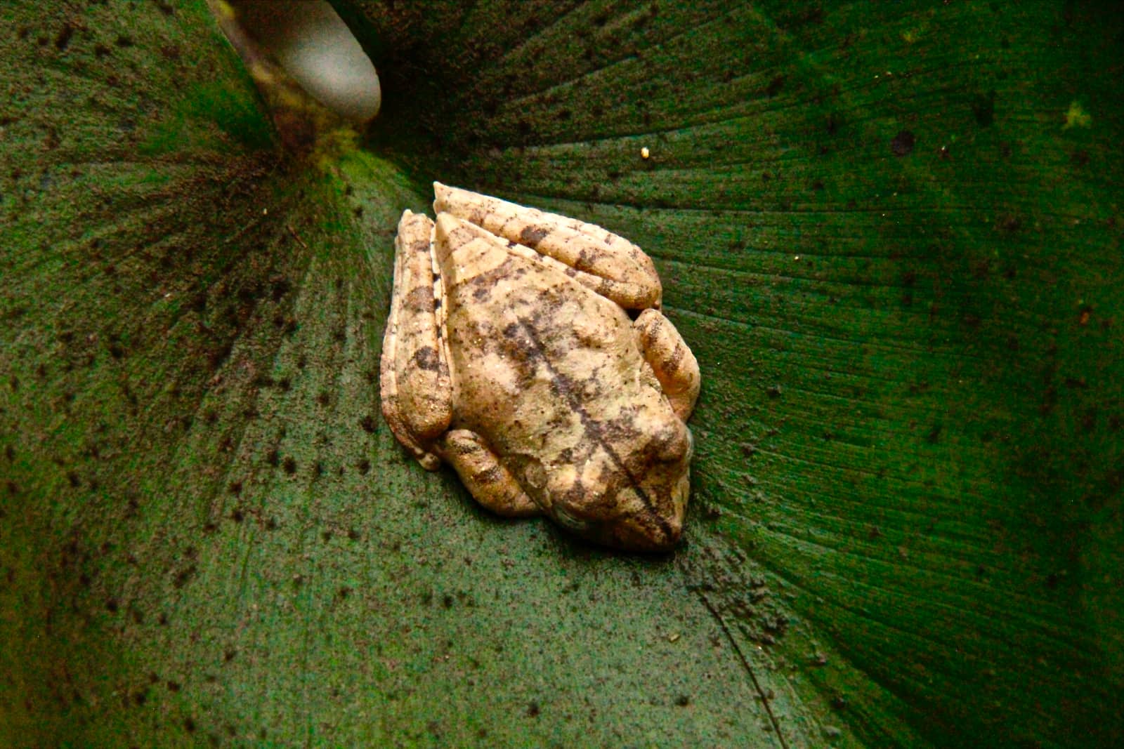 Beige and brown frog on large green leaf