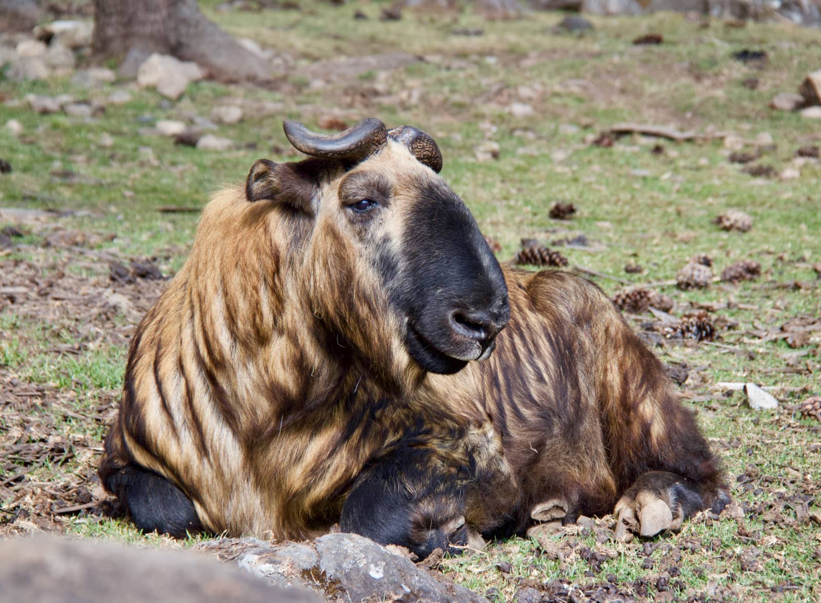 Bhutan takin laying on grass