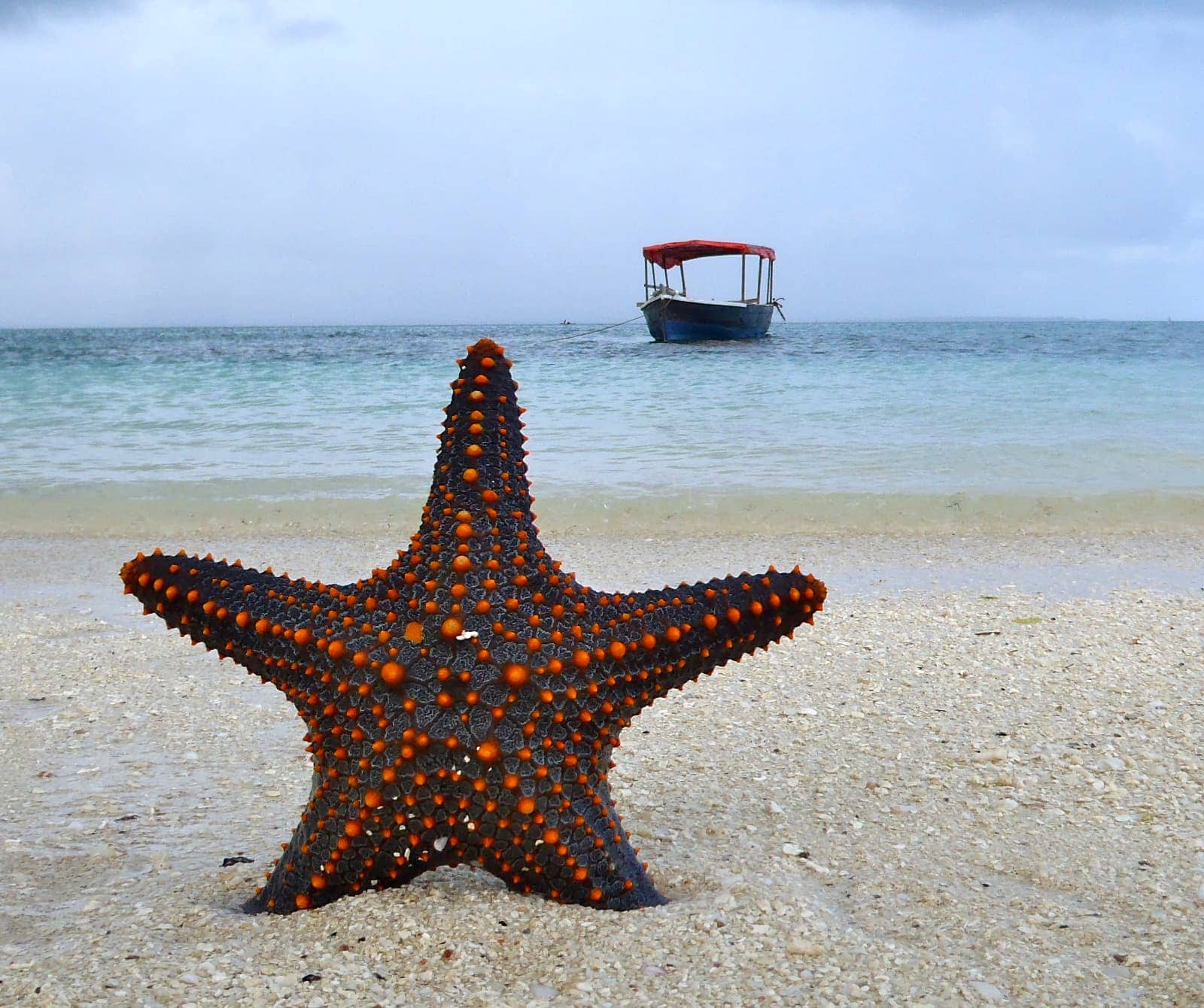 Black and orange starfish standing in sand with fishing boat moored in background