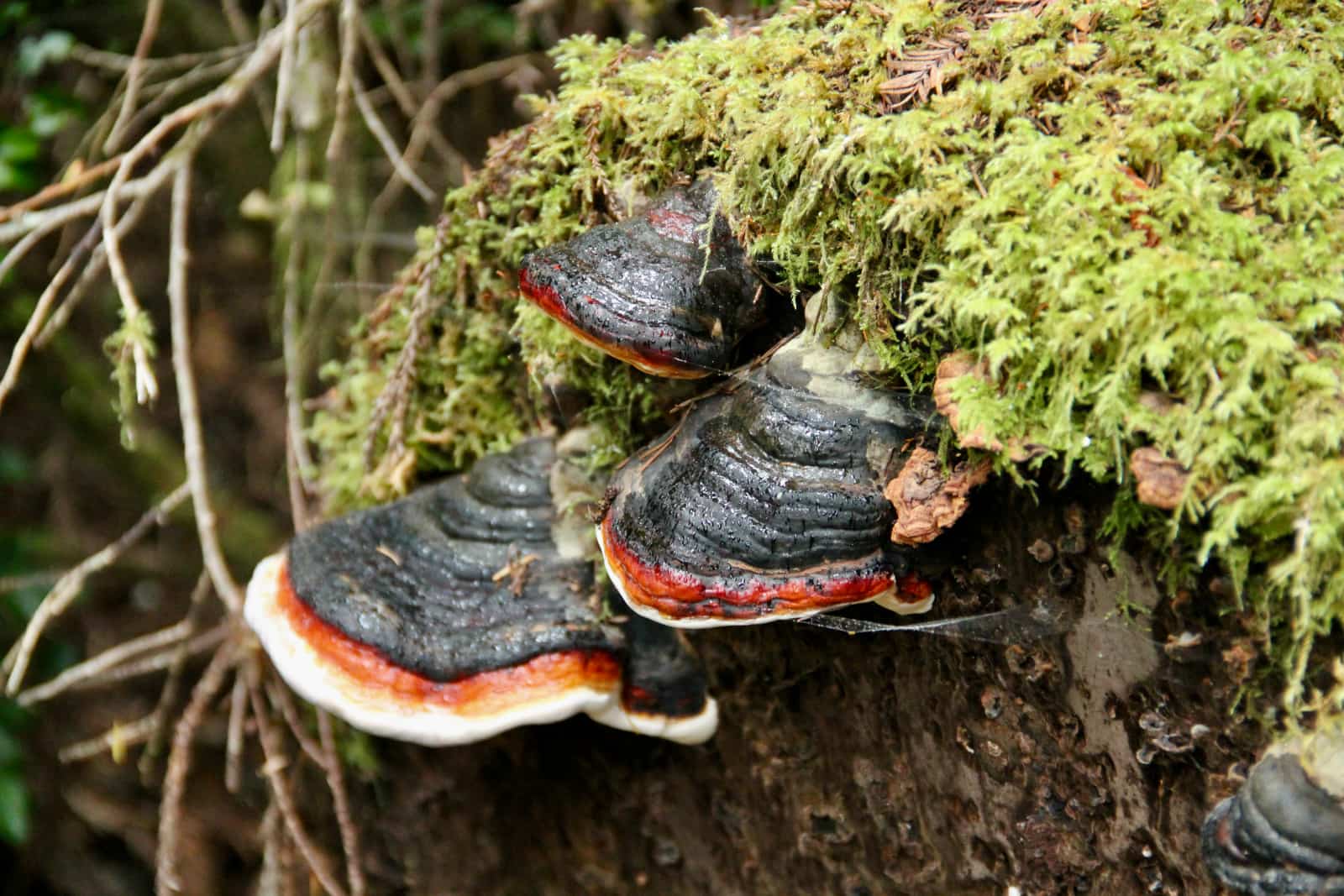 Black and red fungus growing on tree