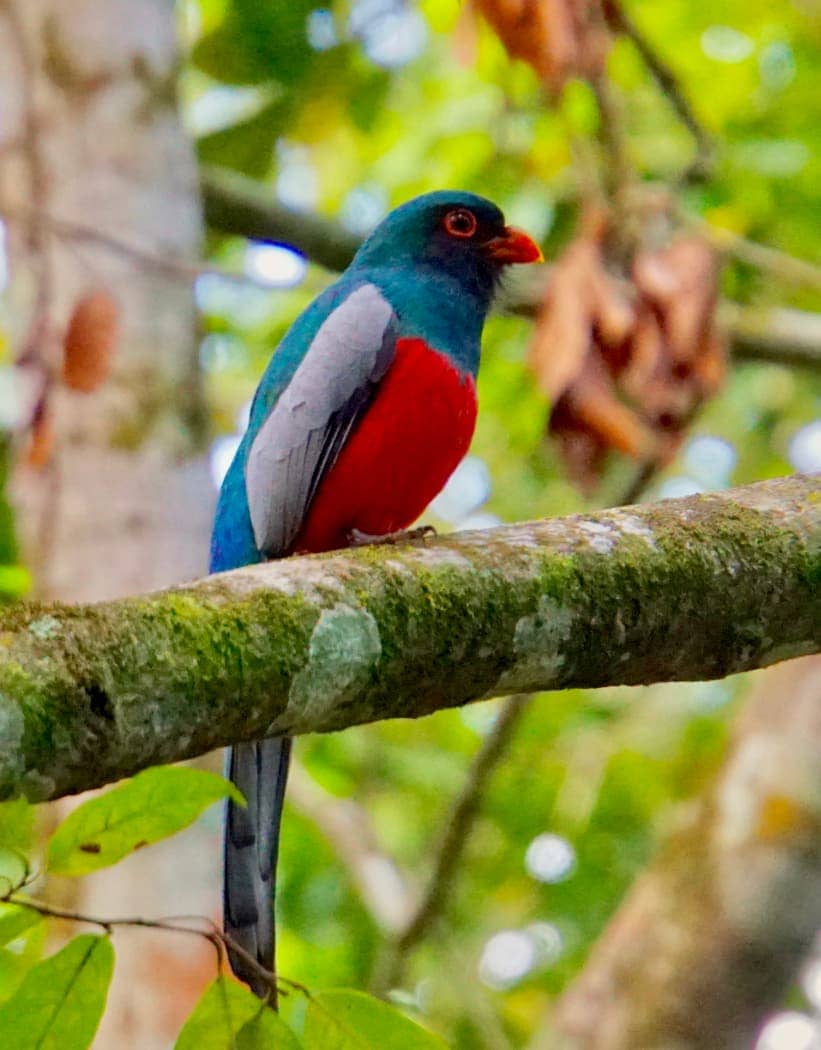 Blue and red bird perched on branch