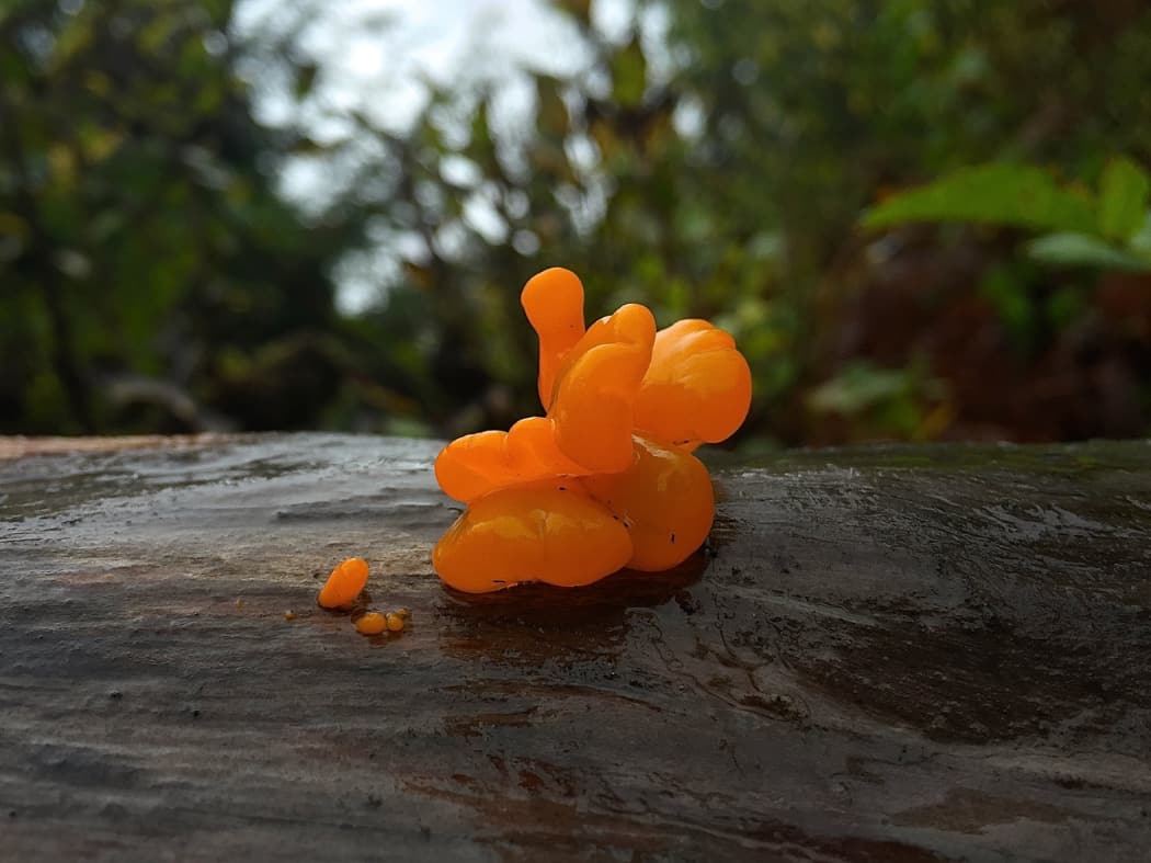 Bright orange fungus on tree