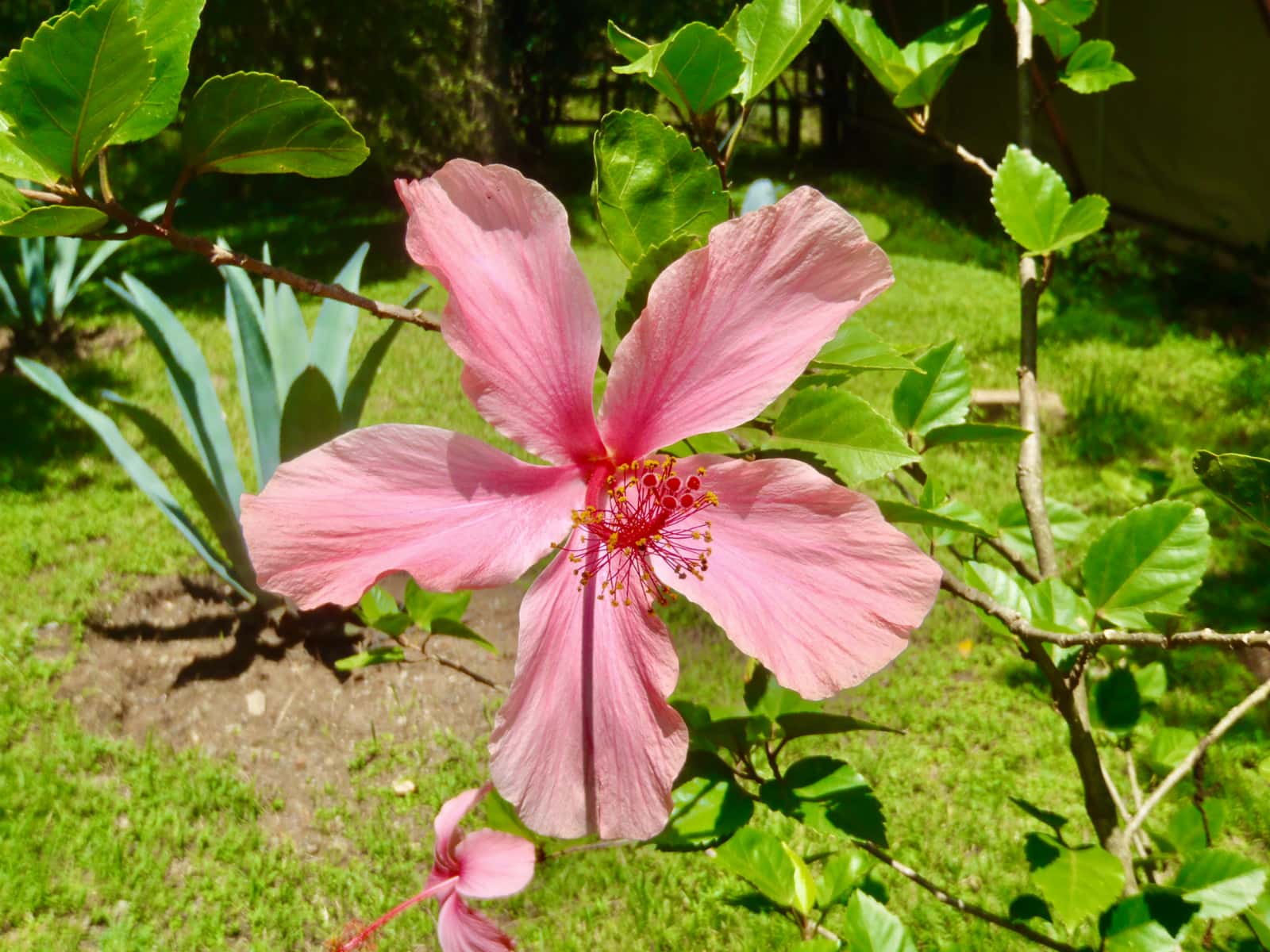 Bright pink hibiscus flower in foreground with green grass in background