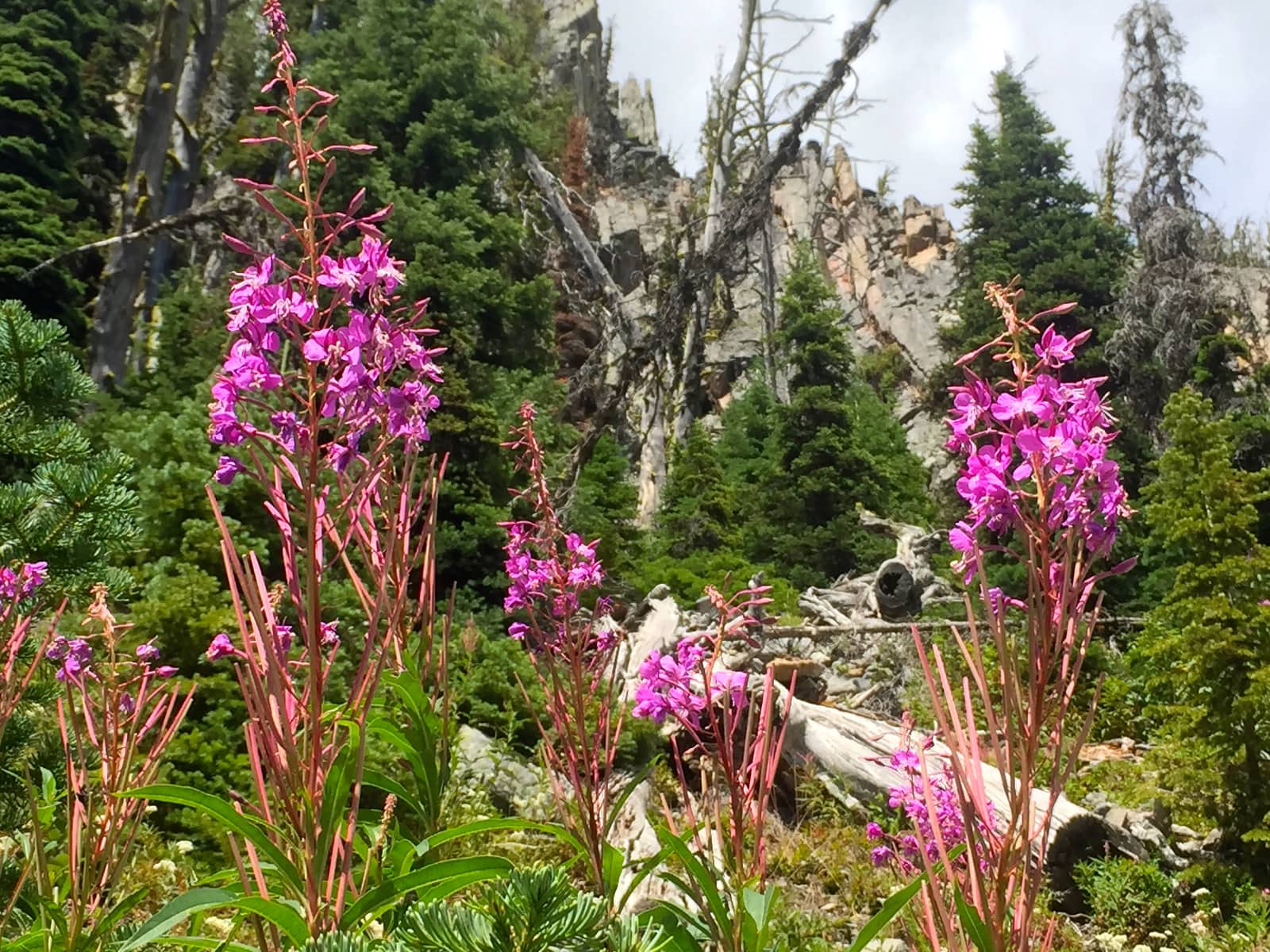 Bright pink mountain wildflowers