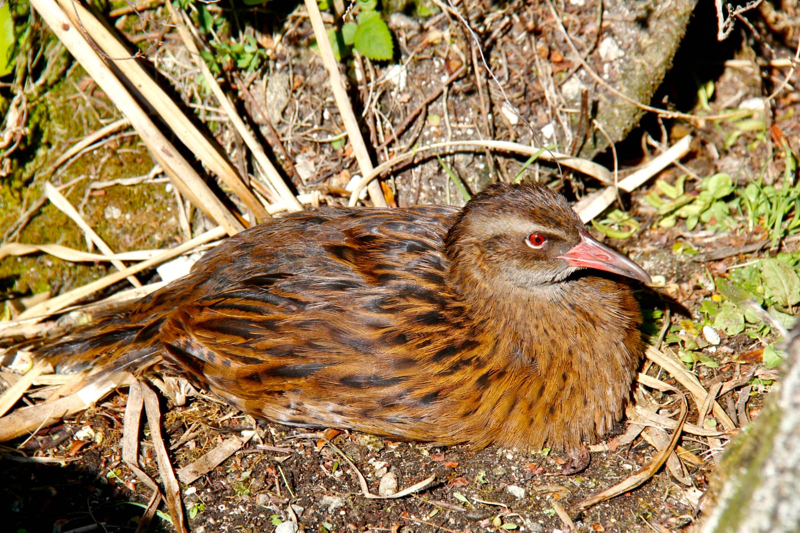 Brown bird nesting on ground