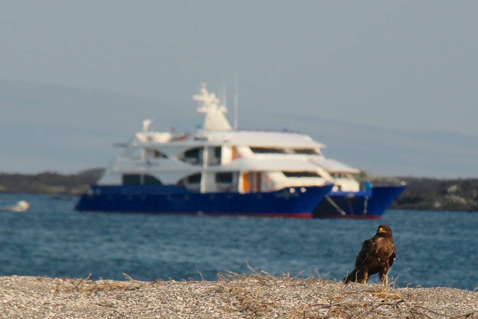 Brown raptor sitting on ground with large boat in background