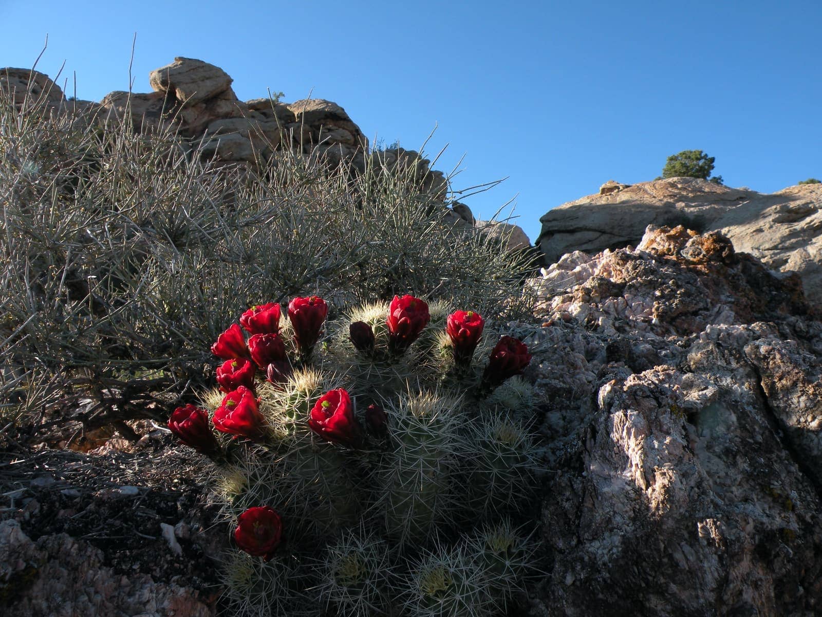 Cactus with red flowers with blue sky in background