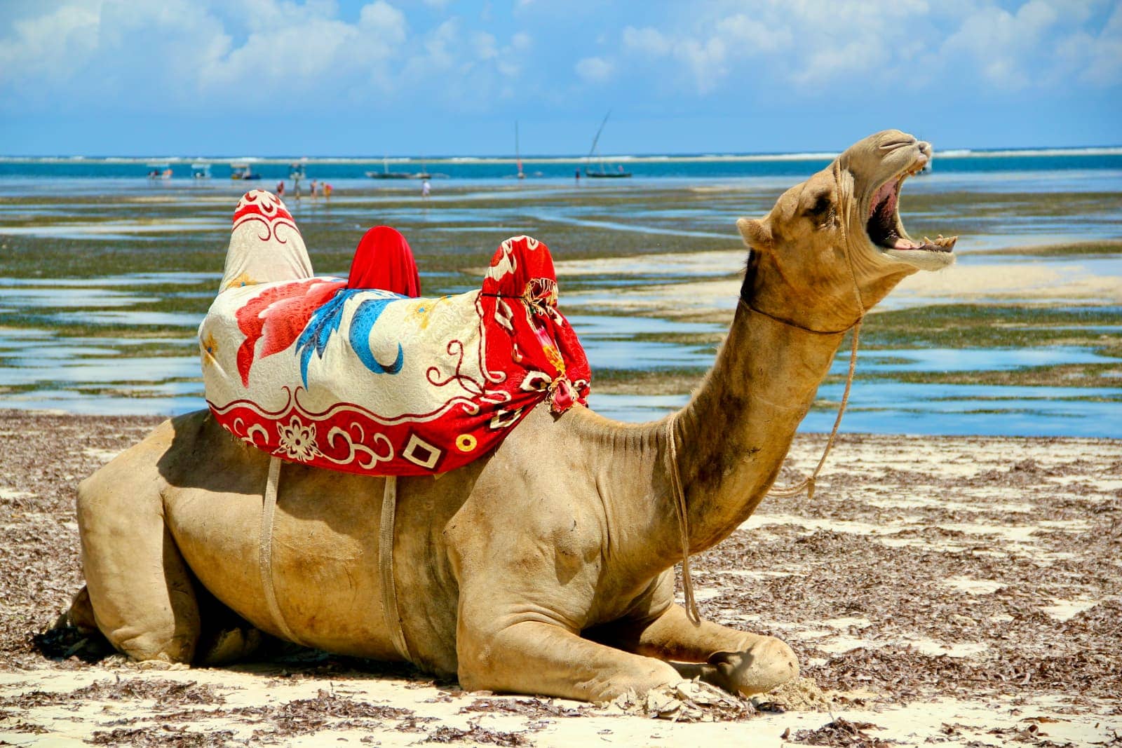 Camel with mouth opened sitting on beach