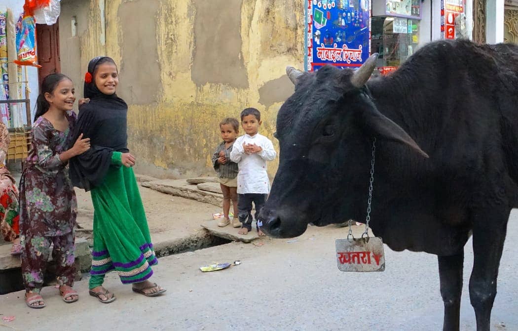 Children observing black skinned cow