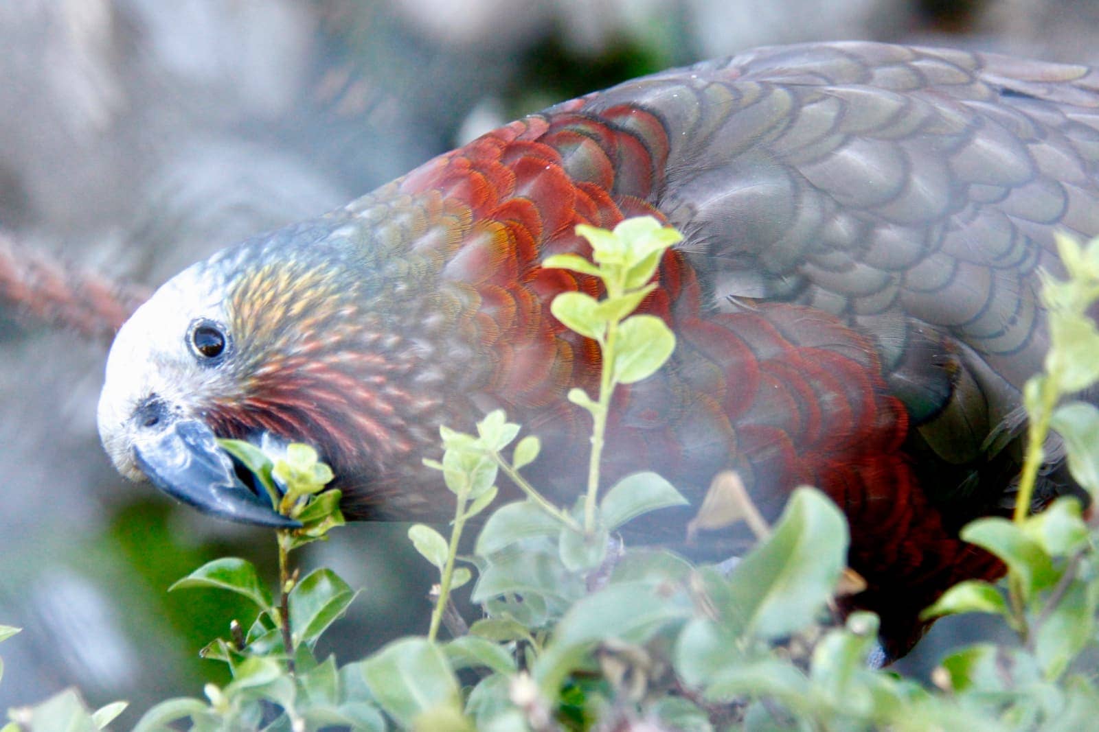 Close up of alpine parrot eating leaves