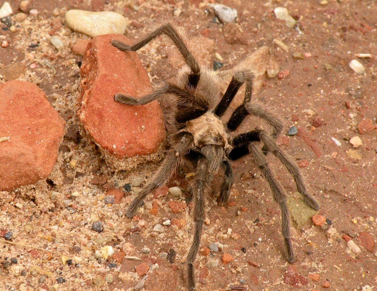 Close up of large tarantula spider