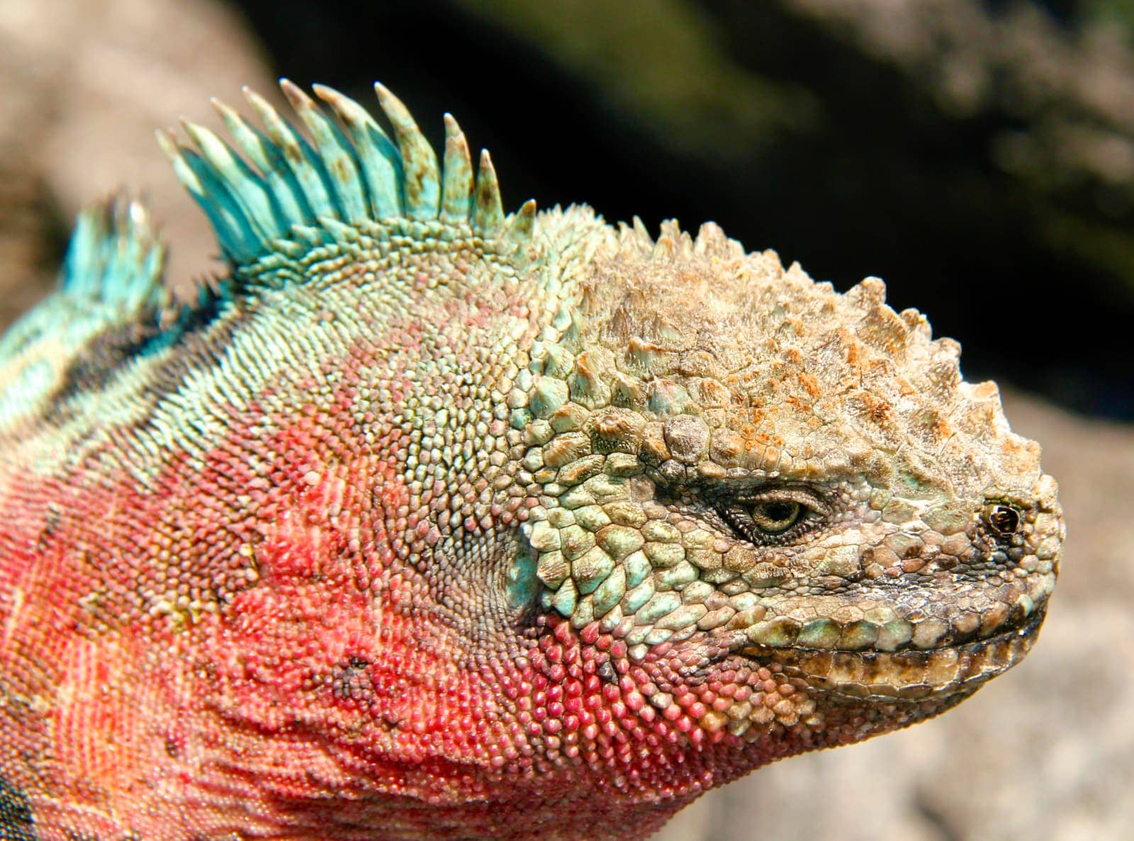 Close up of multi coloured iguana