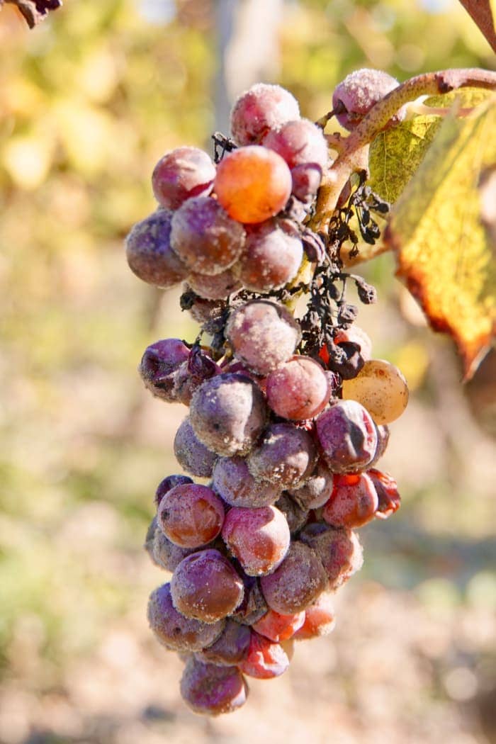 Close up of red grapes on vine