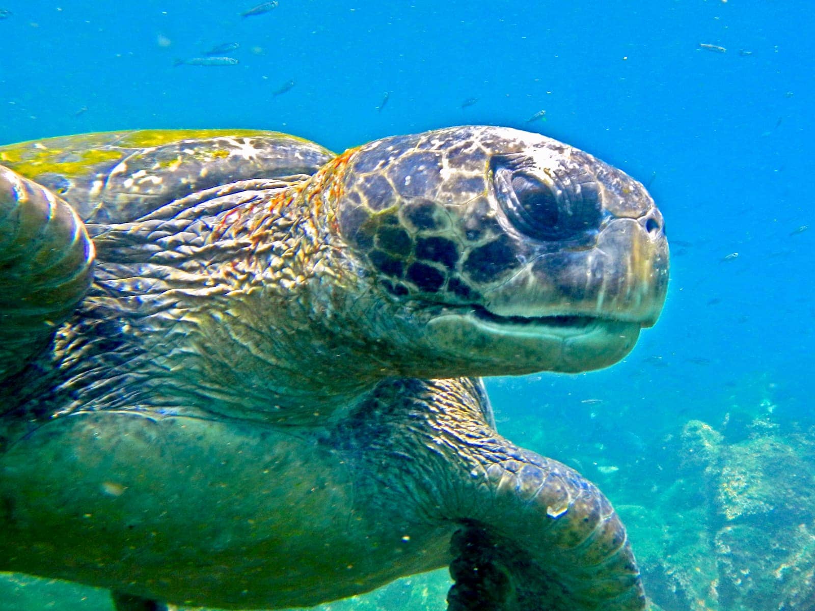 Close up of sea turtle in ocean