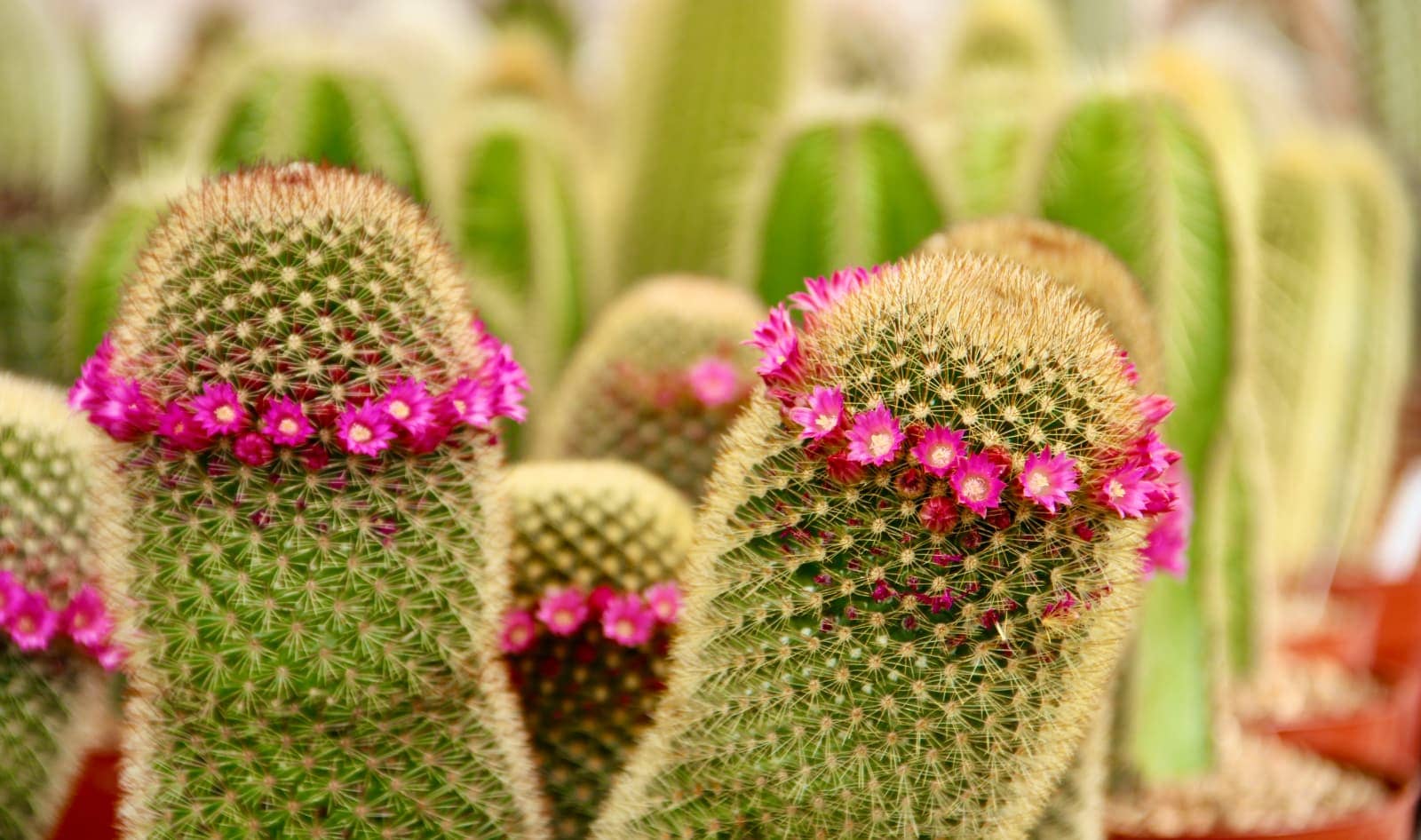 Close up of tubular cactus with rings of pink flowers