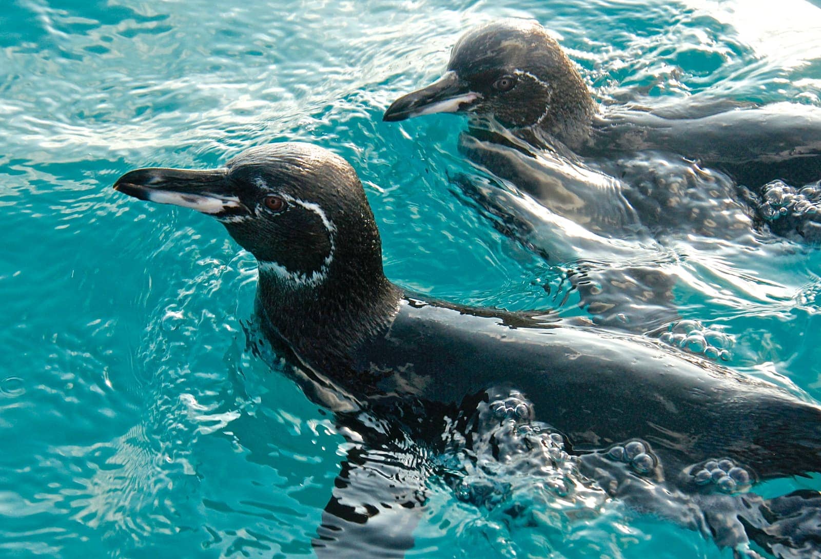 Close up of two black sea birds in water