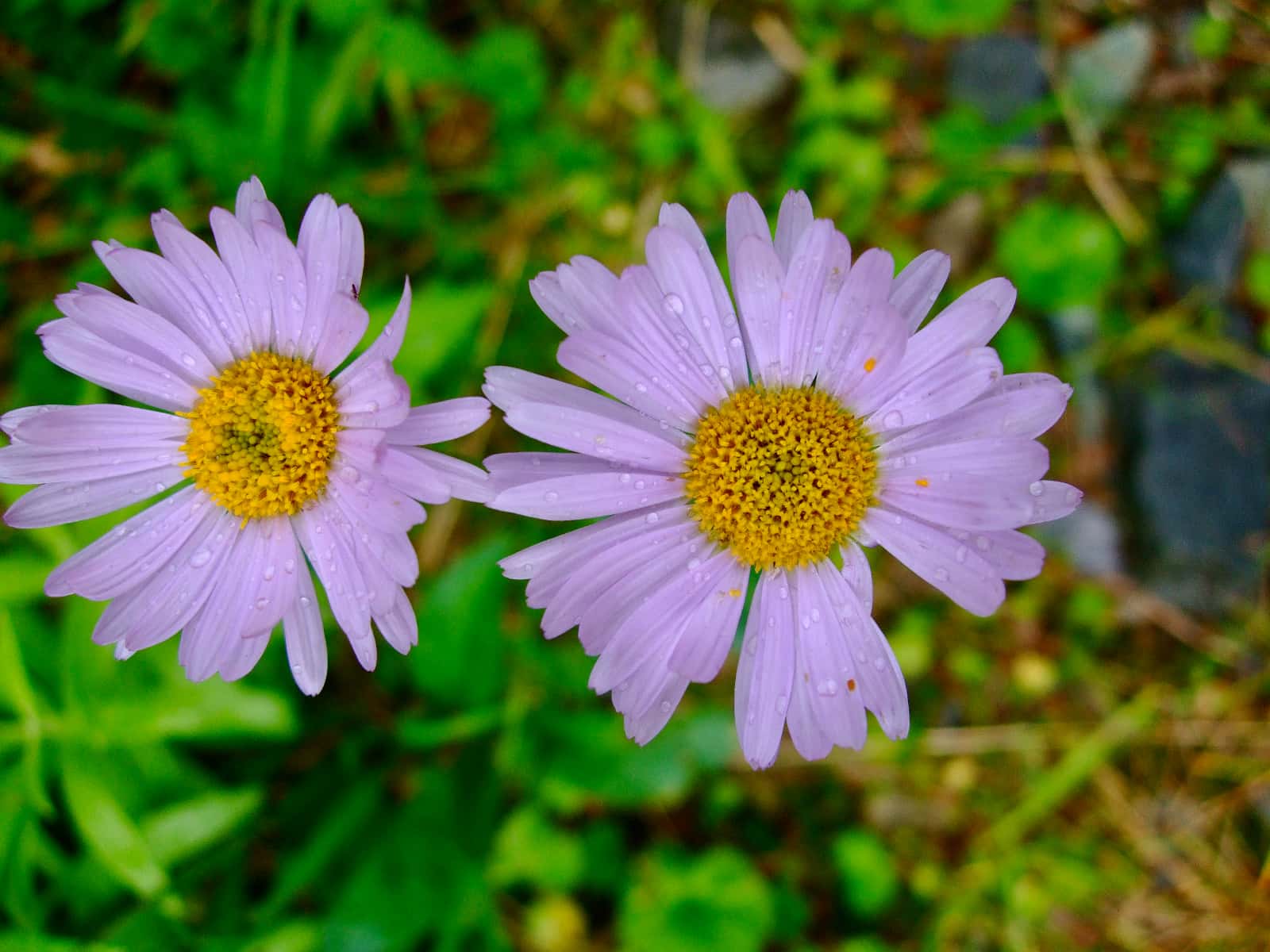 Close up of two purple and yellow flowers