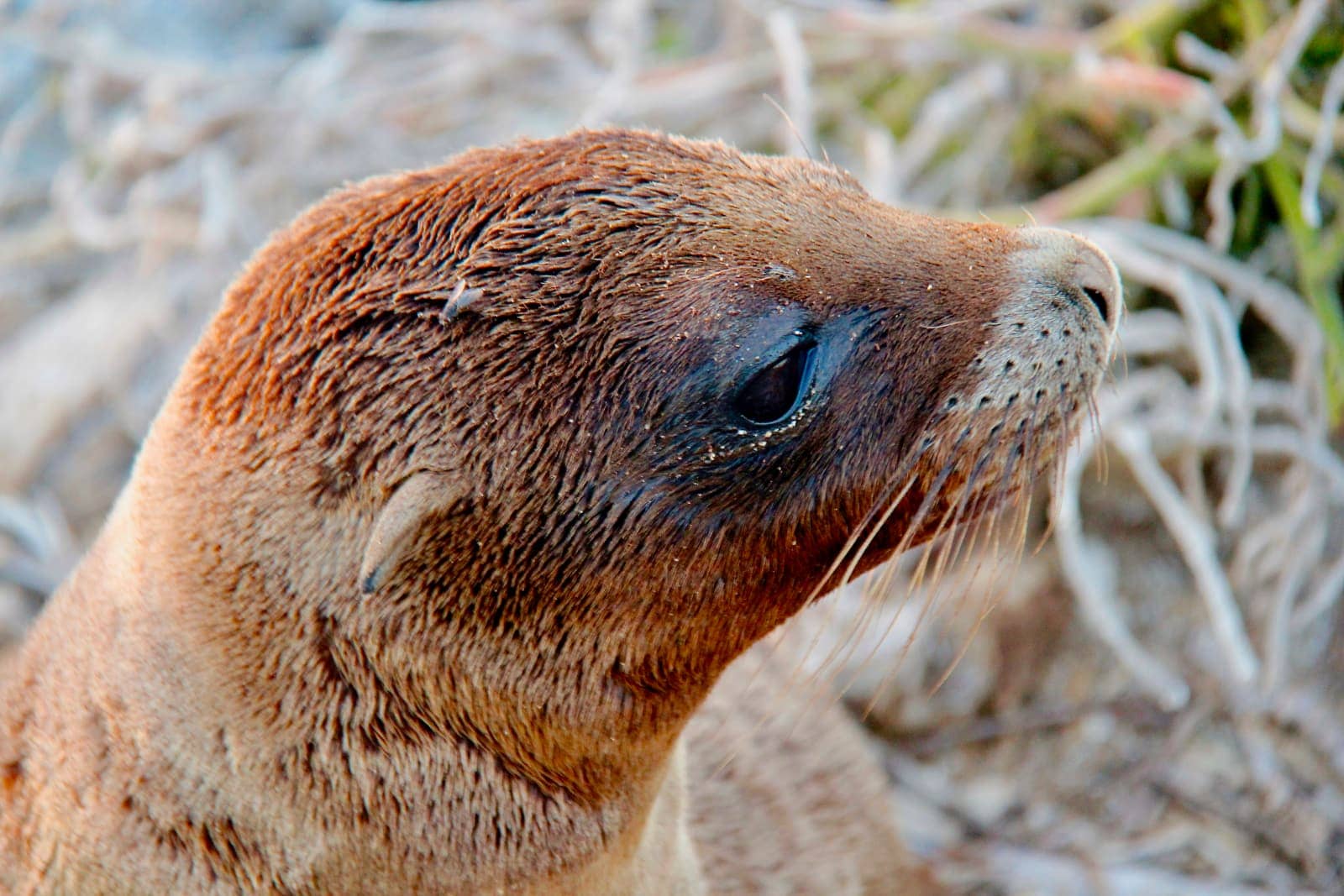 Close up of young seal