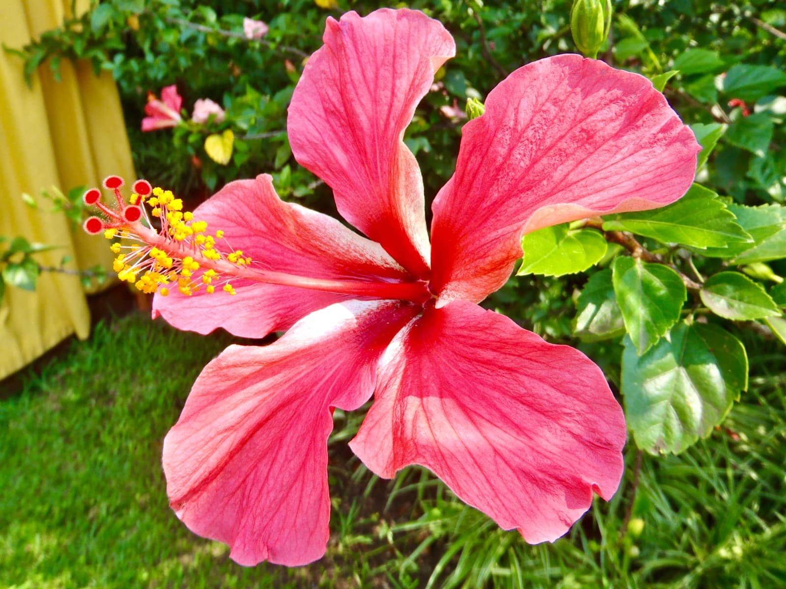 Close up of large pink hibiscus flower