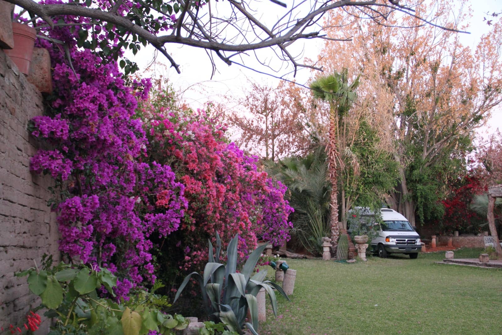 Colourful desert plants in foreground with camper van in background