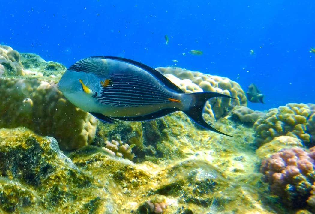 Colourful marine life